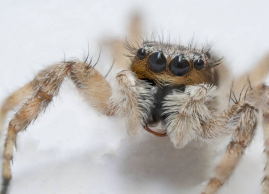 High-detail macro photography of a tan jumping spider's face, featuring four prominent black eyes and fuzzy white pedipalps against a clean white background.