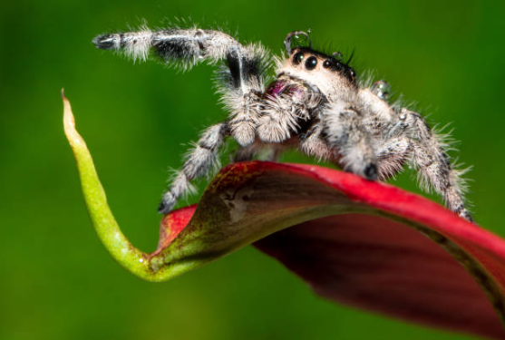 A detailed macro shot of a furry white and grey regal jumping spider with prominent black eyes and water droplets on its back, perched on a vibrant red leaf against a blurred green background.