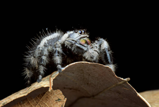 A side-profile macro shot of a black and white jumping spider (Phidippus audax) showing iridescent green and gold chelicerae, perched on a dry brown leaf against a solid black background.