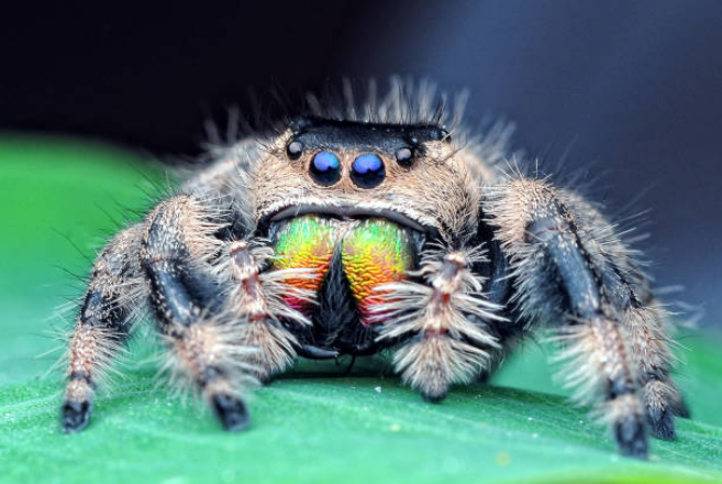 high-definition macro portrait of a Regal Jumping Spider (Phidippus regius) showcasing stunning iridescent rainbow-colored chelicerae and deep blue eyes against a soft green leaf background.