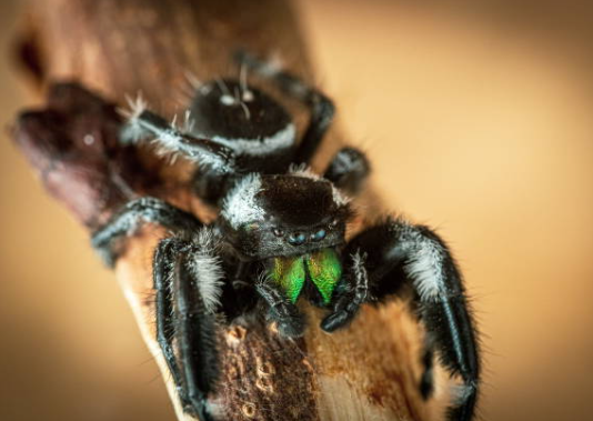A high-contrast macro photograph of a black and white Bold Jumping Spider (Phidippus audax) gripping a wooden branch, featuring brilliant iridescent green chelicerae and detailed cephalothorax markings.