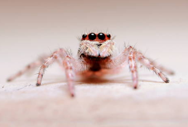 A clean macro photograph of a tiny jumping spider with a bright red head and translucent legs, captured from a low angle on a neutral white surface for high detail.
