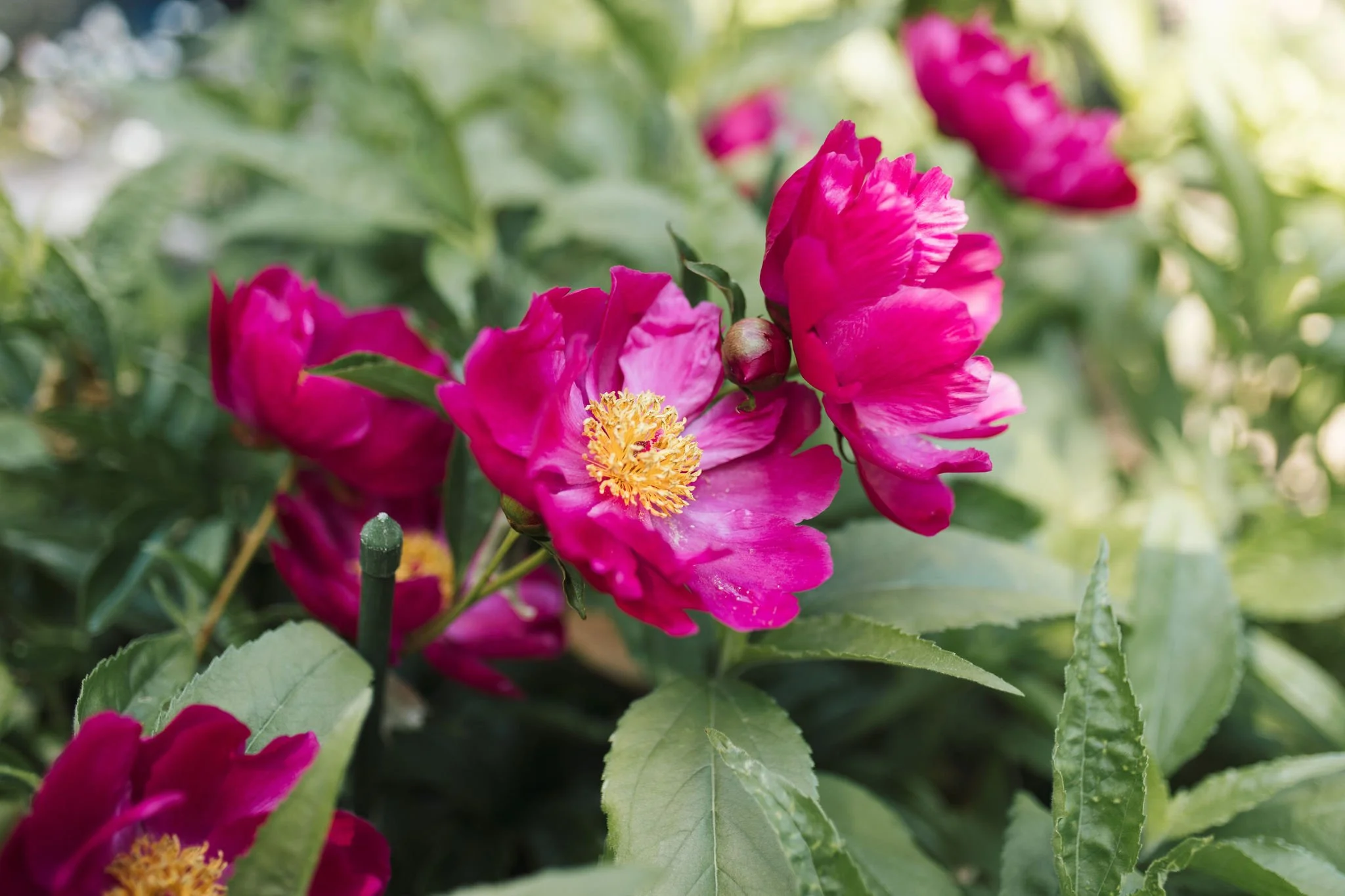 Bright pink peony flowers in full bloom surrounded by green leaves.