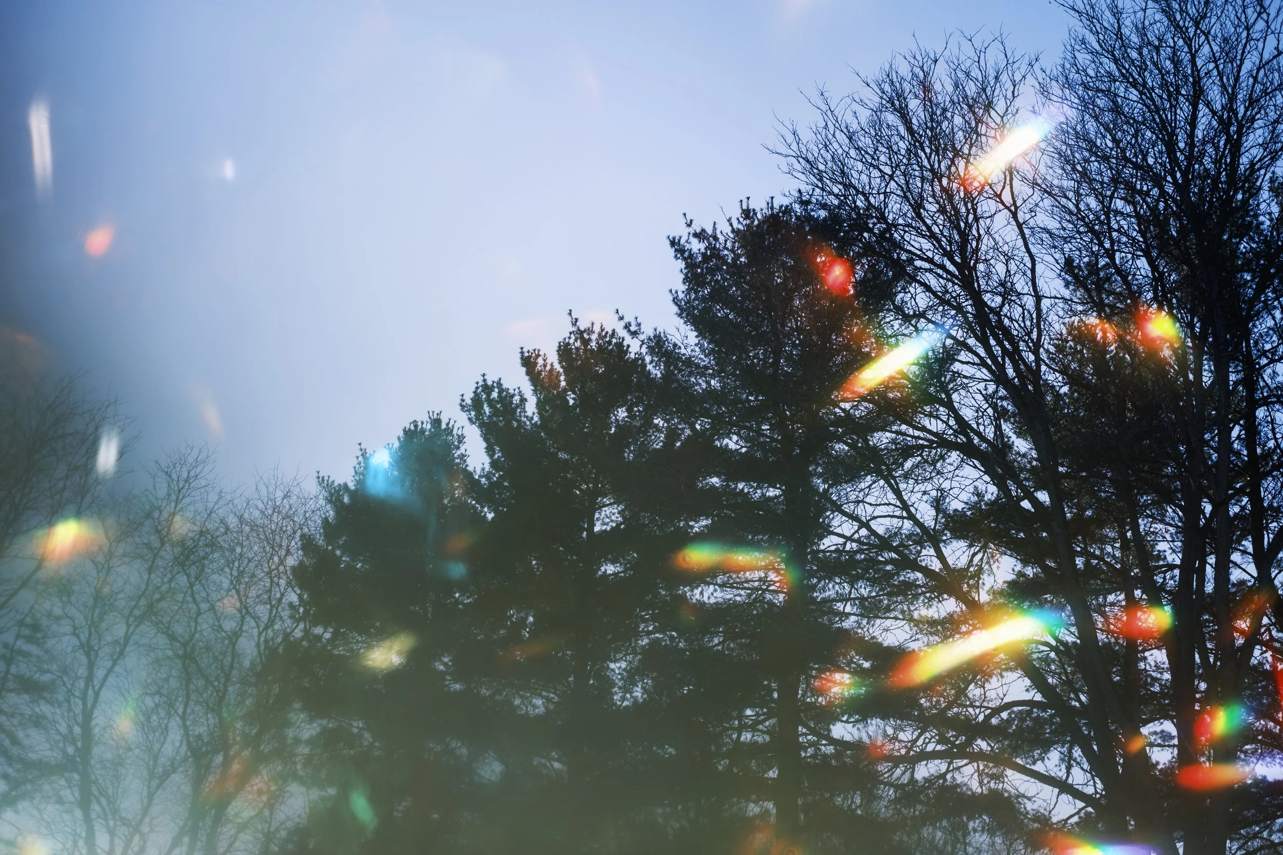 Pine trees against a blue sky with scattered rainbows