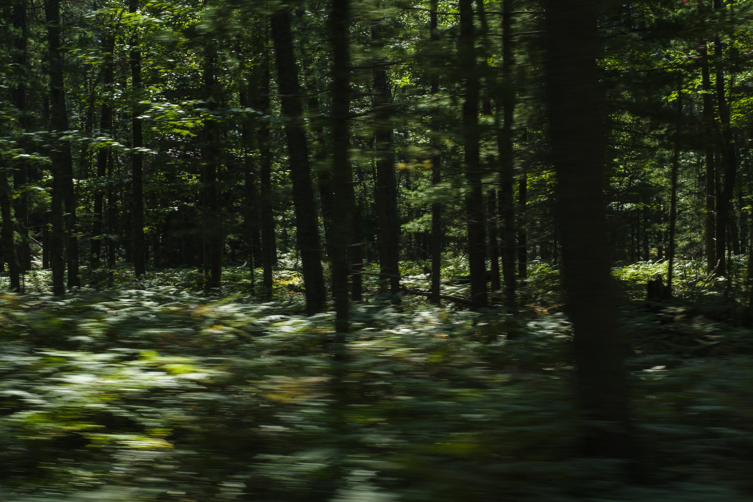 A layered, blurry perspective of green trees and ferns in a remote forest in the Upper Peninsula of Michigan outside of the small town of Grand Marais.