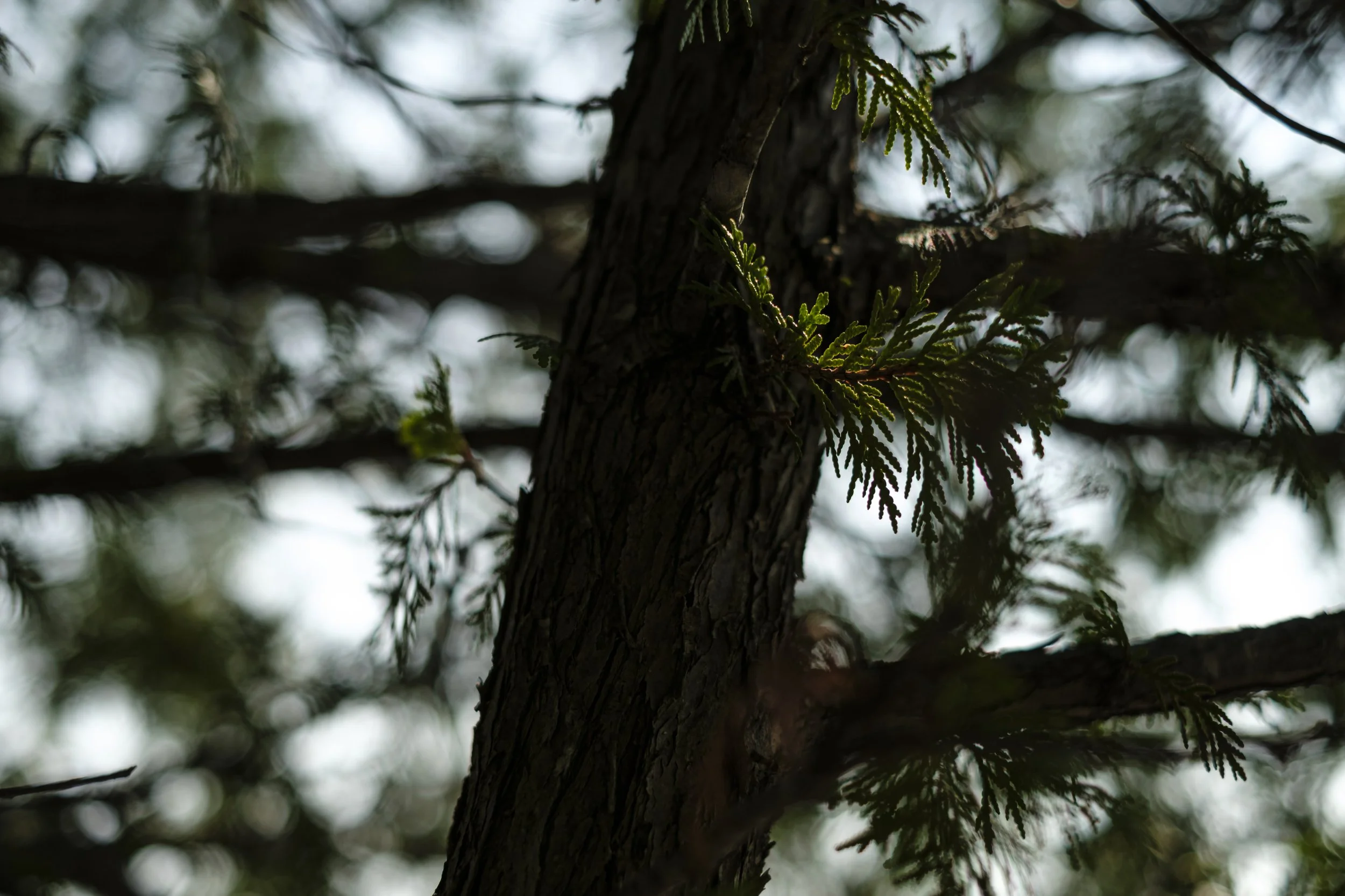 A close up of leaves of a cedar tree, blowing in a breeze, with a blue sky and trunk of the tree in the background.