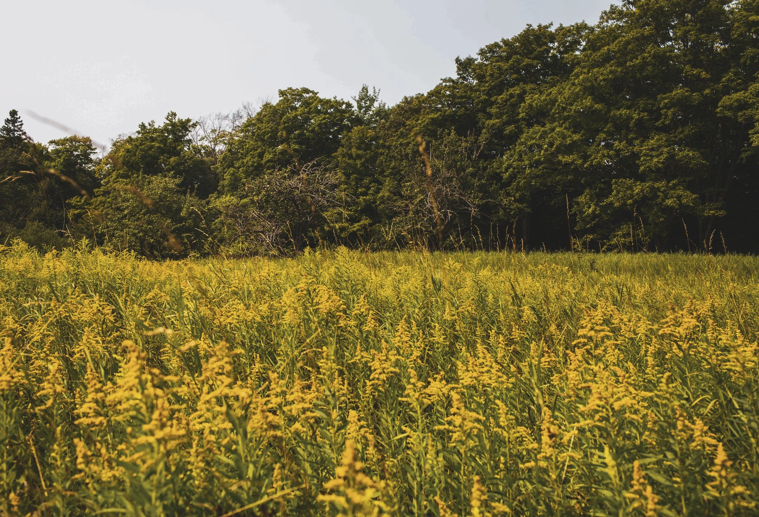 A field of yellow, golden rod flowers, in a prairie, with trees in the background in northern Michigan.