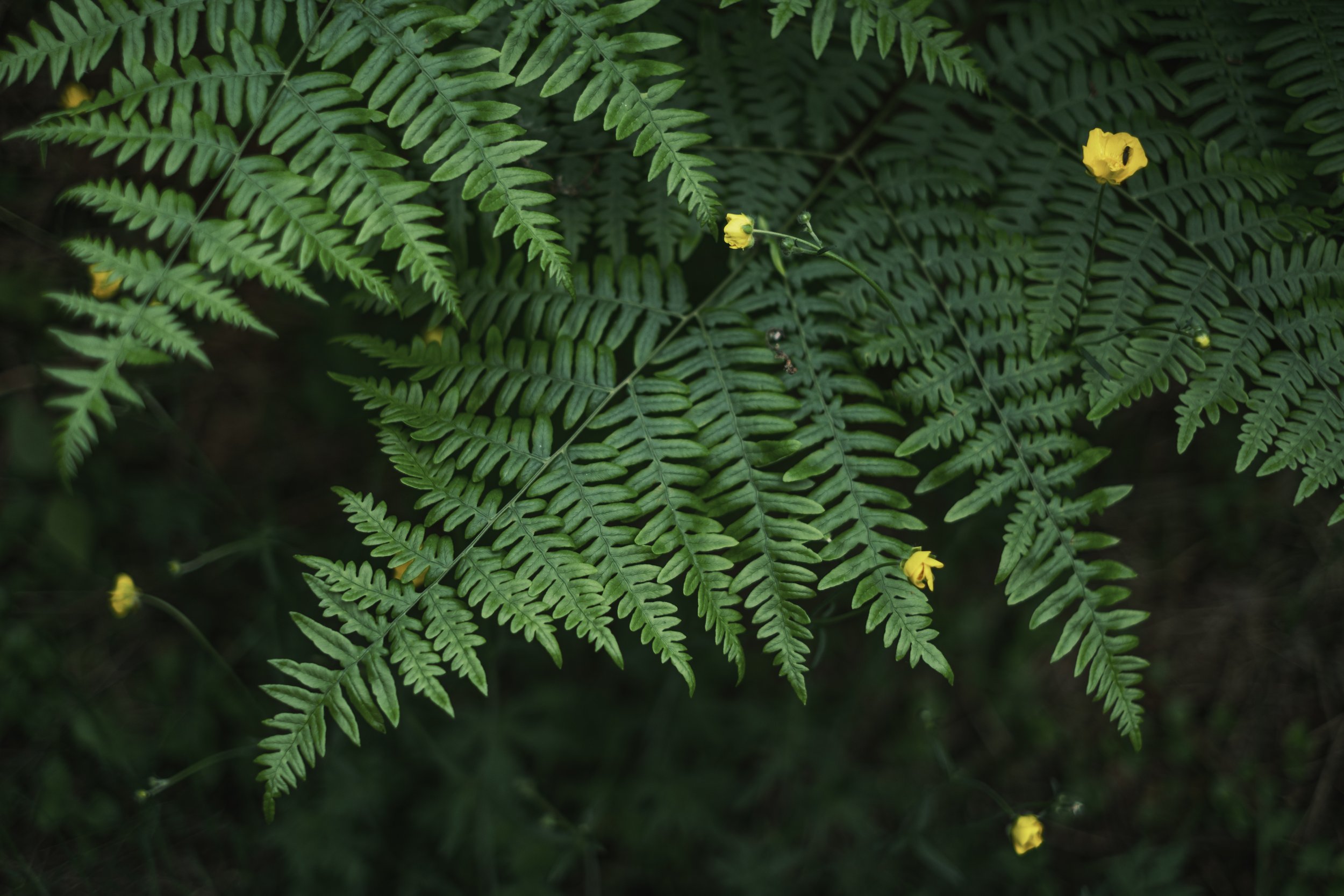 A close up of teal colored ferns with small, yellow flowers dotted around the plant.