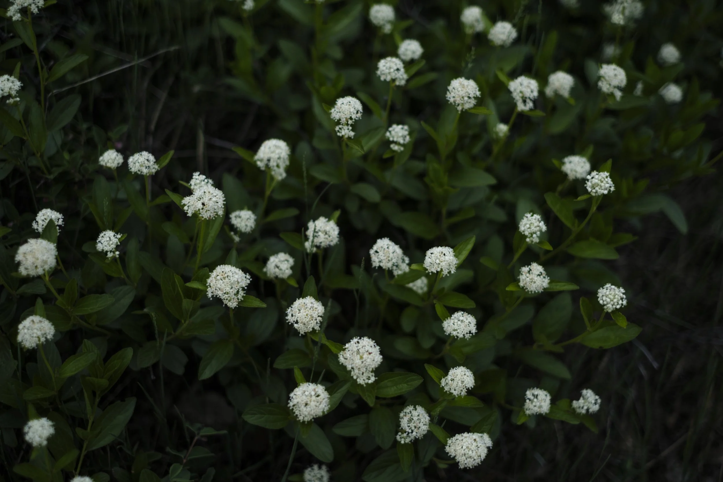 Multiple small white flowers pop out of green foliage in the woods of northern Michigan.