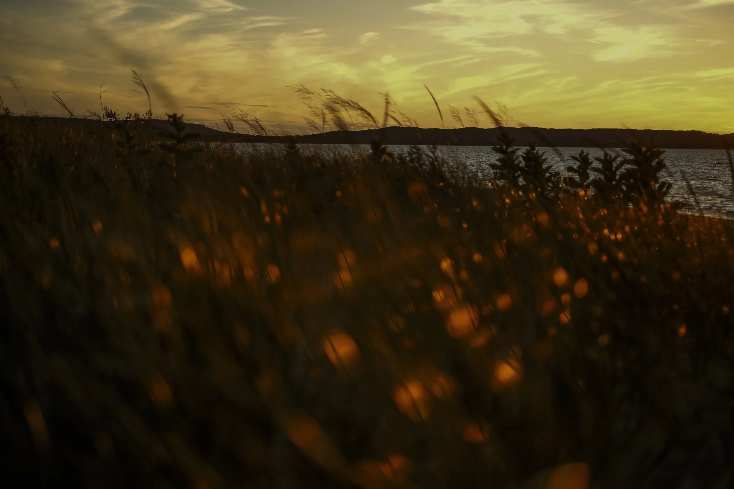 A dream like view of beach grass reflecting light from a golden sunset with a peninsula of land and lake are in focus in the distance.