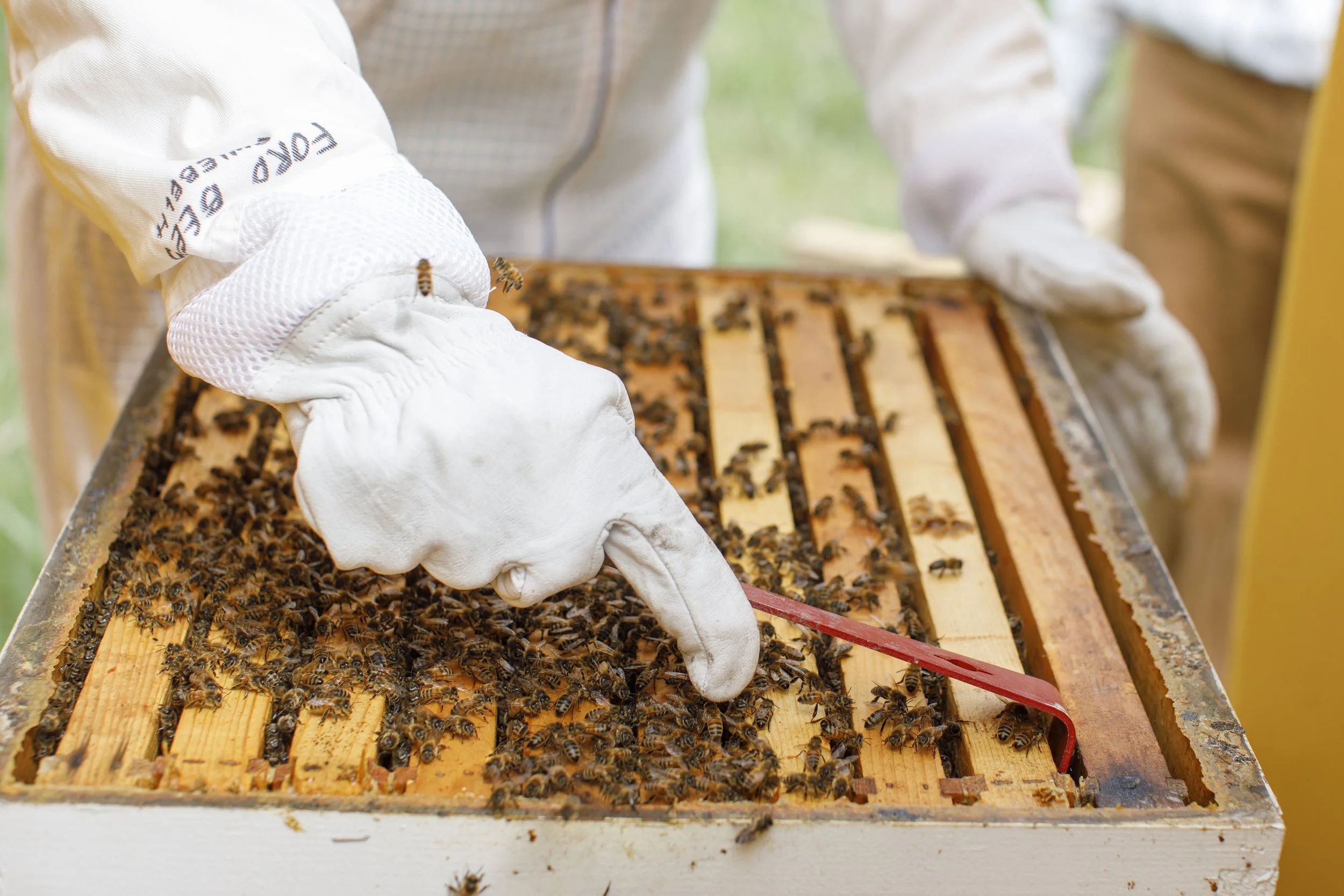  A collection of images featuring candid, editorial and documentary photography showcasing the philanthropic work being done by Ford Motor Co. with beekeepers and pollinators in Dearborn and Detroit, Michigan 