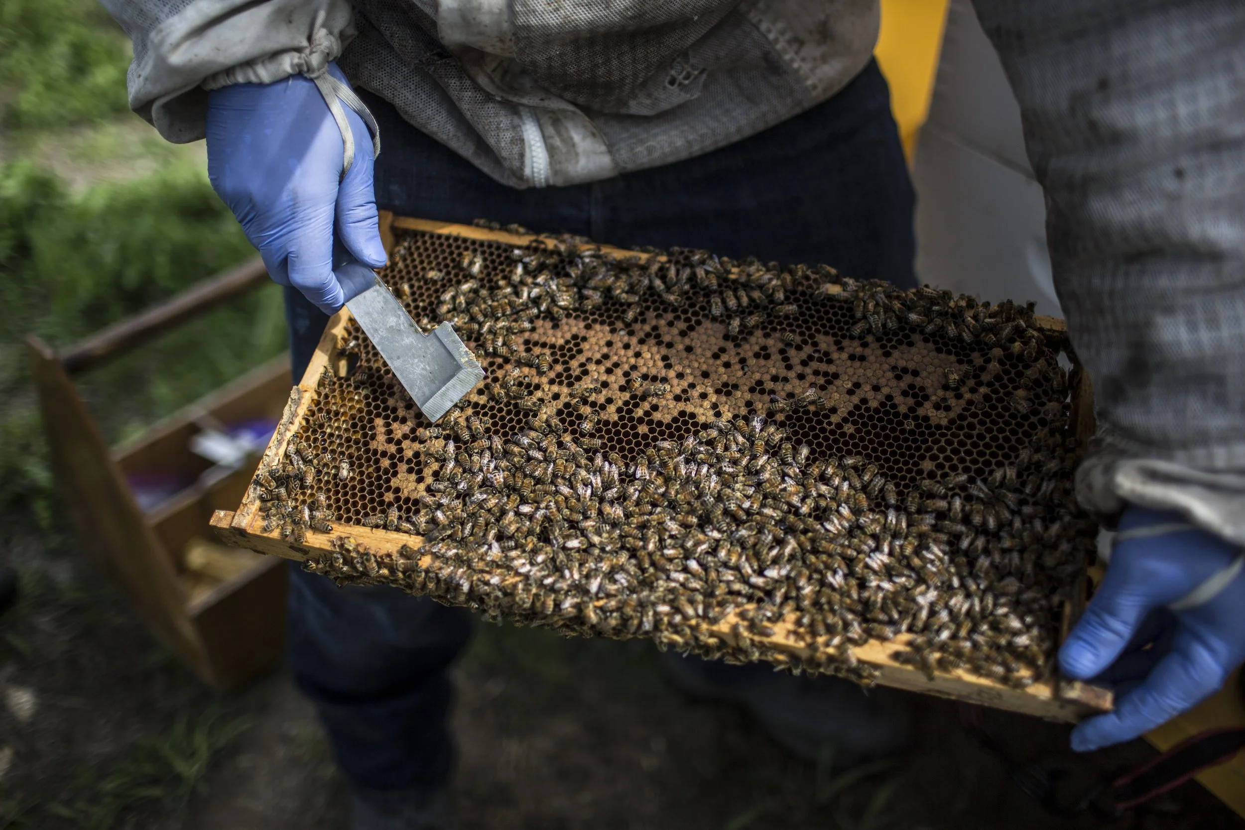  A collection of images featuring candid, editorial and documentary photography showcasing the philanthropic work being done by Ford Motor Co. with beekeepers and pollinators in Dearborn and Detroit, Michigan 