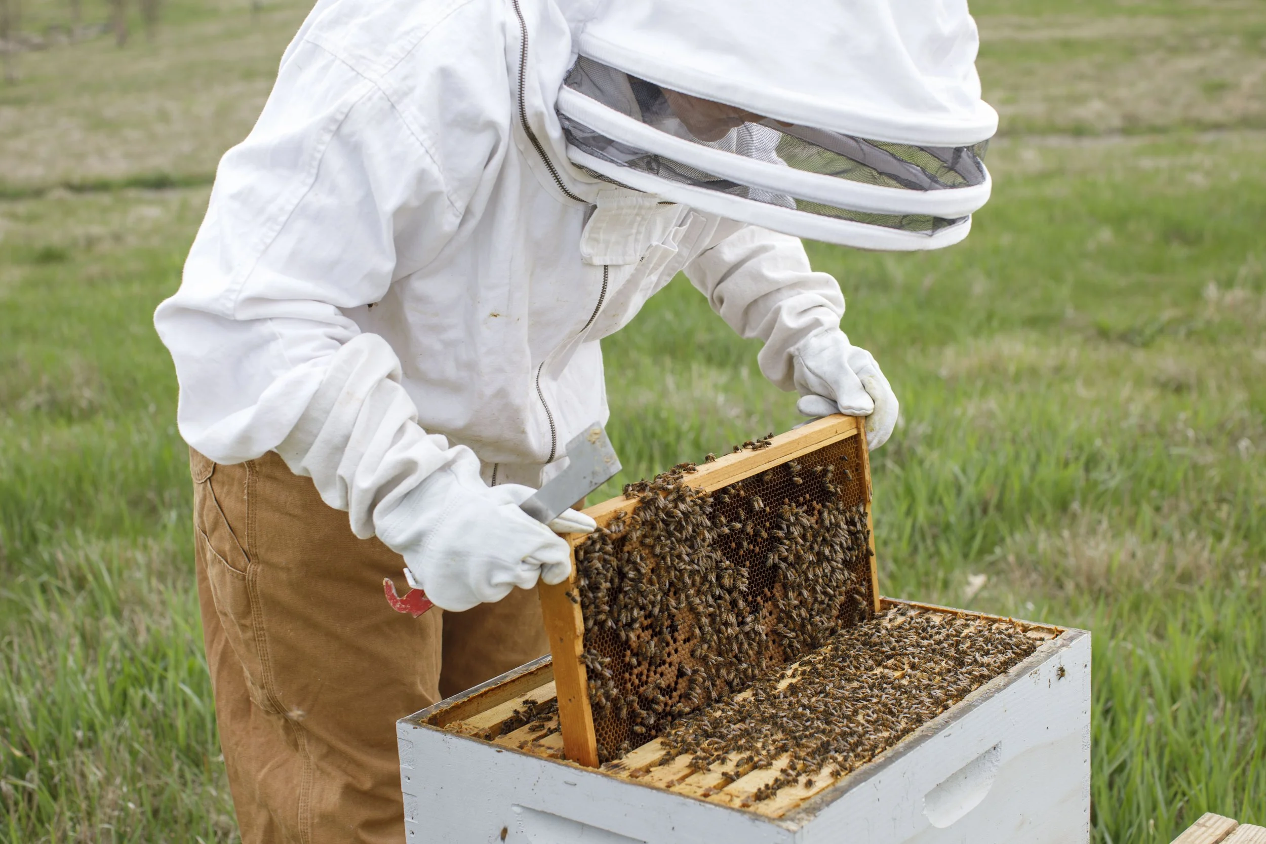  A collection of images featuring candid, editorial and documentary photography showcasing the philanthropic work being done by Ford Motor Co. with beekeepers and pollinators in Dearborn and Detroit, Michigan 