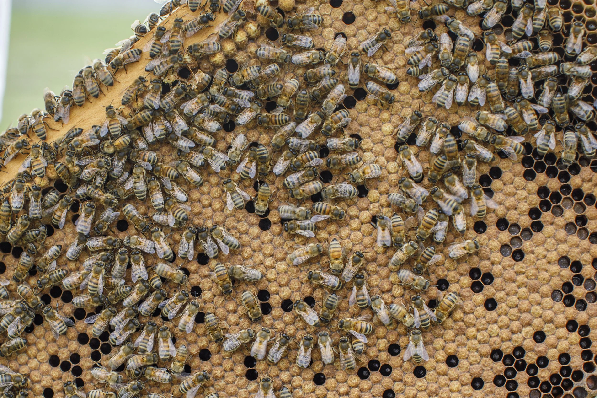  A collection of images featuring candid, editorial and documentary photography showcasing the philanthropic work being done by Ford Motor Co. with beekeepers and pollinators in Dearborn and Detroit, Michigan 