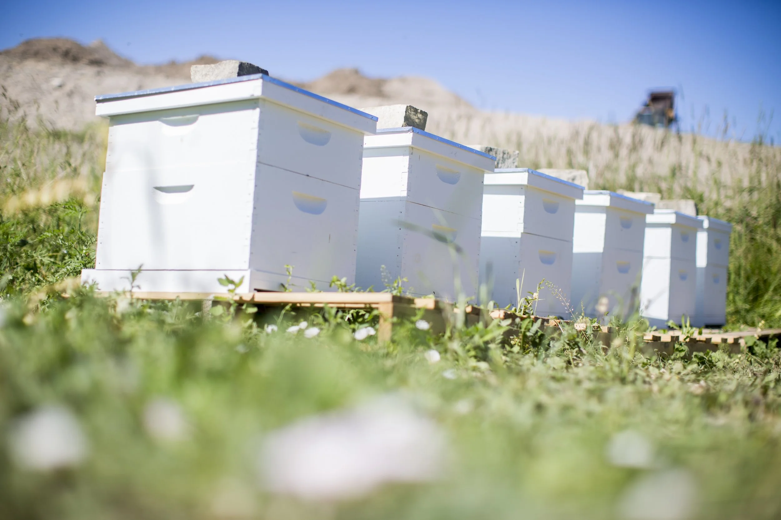  A collection of images featuring candid, editorial and documentary photography showcasing the philanthropic work being done by Ford Motor Co. with beekeepers and pollinators in Dearborn and Detroit, Michigan 