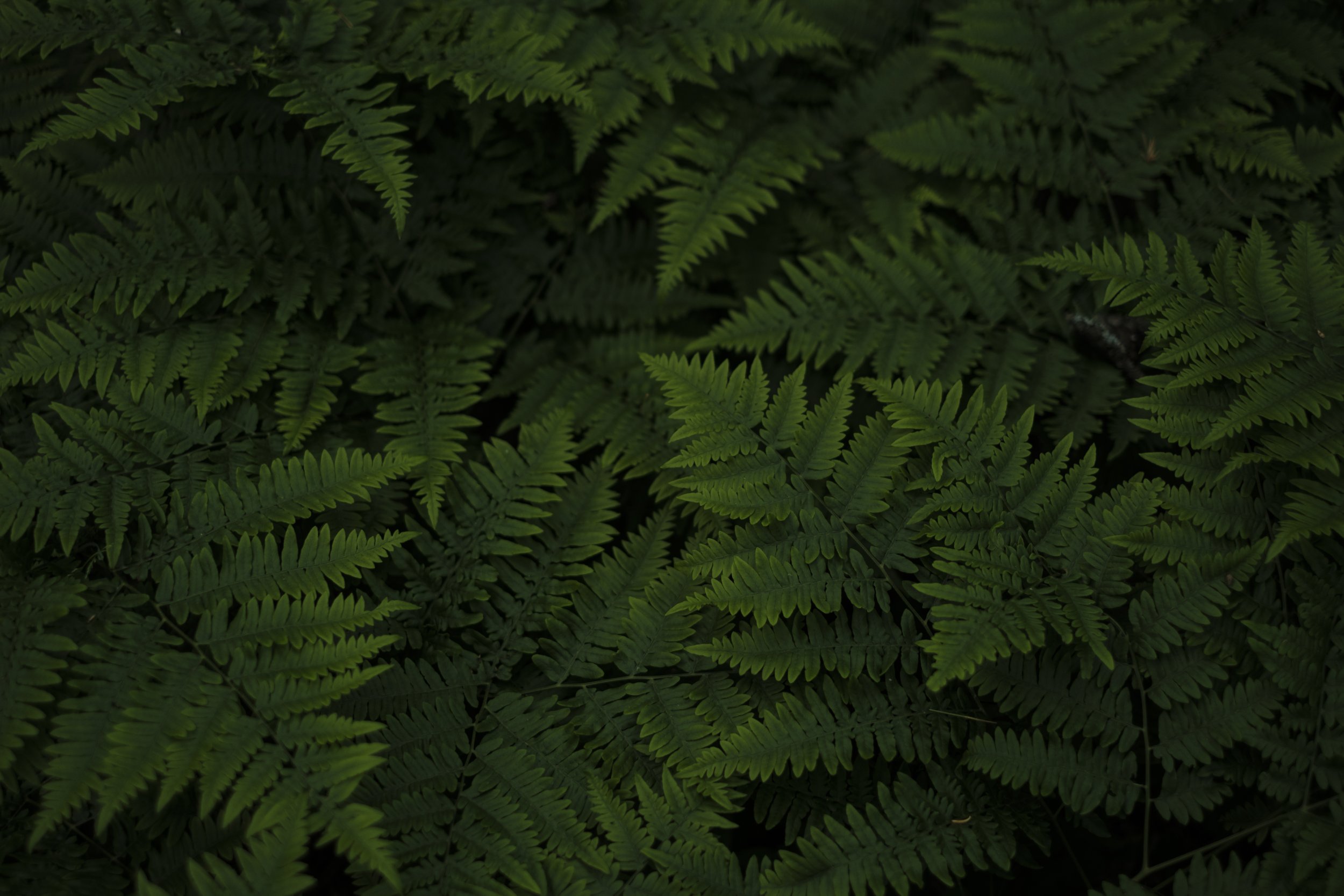 Ferns in Copper Harbor, MI