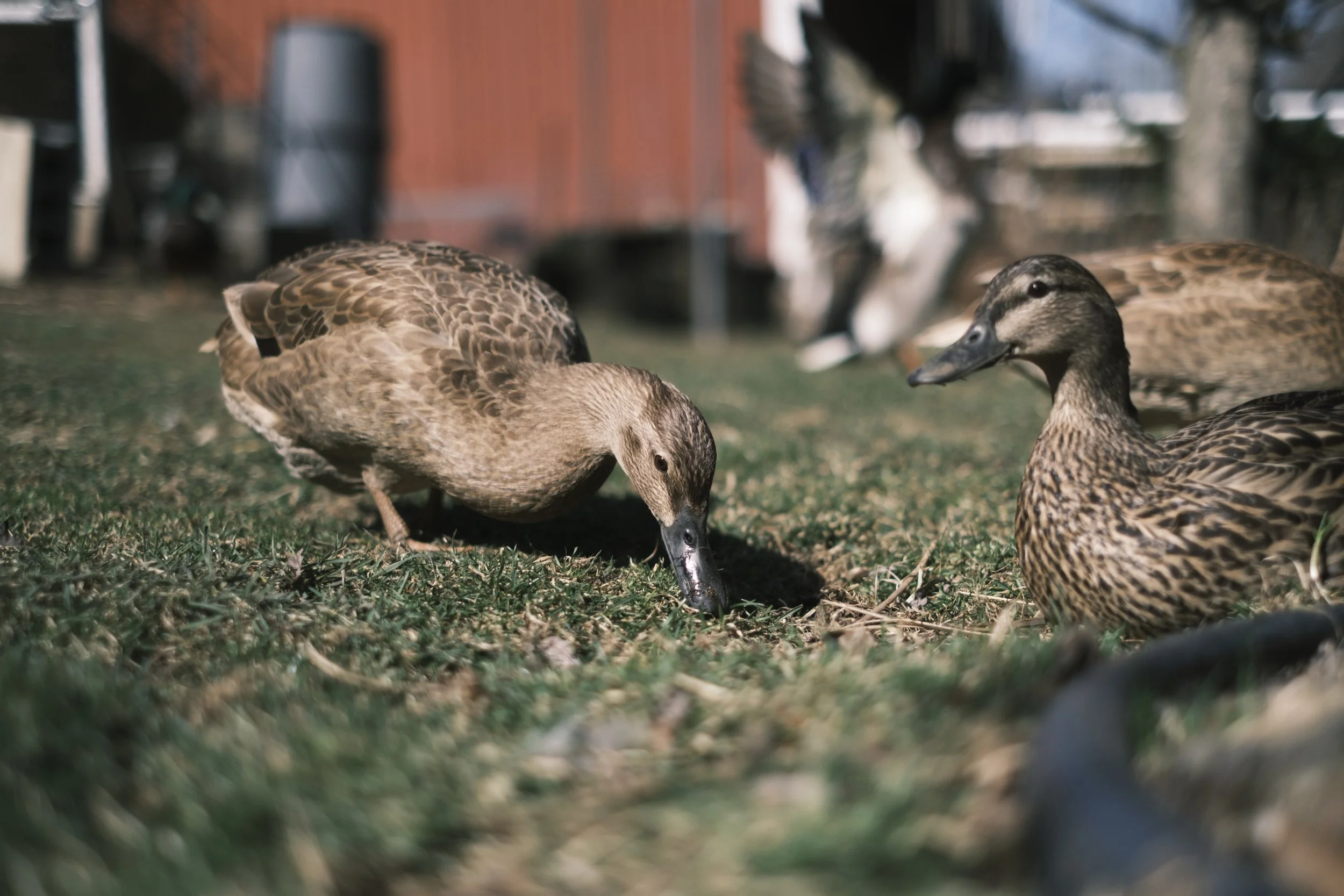 A brown duck sticks it's beak in grass.
