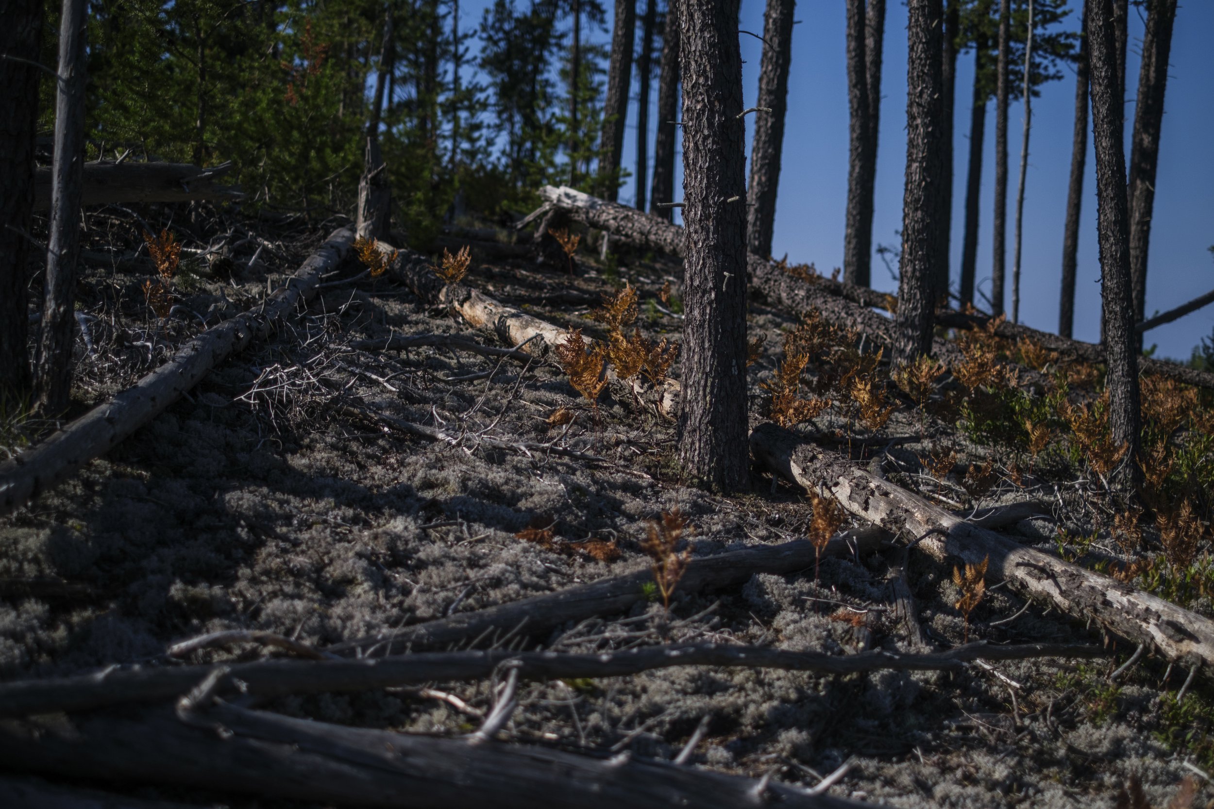 Land that was clear cut for logging reflects sunlight as moss and ferns grow in between fallen trees.