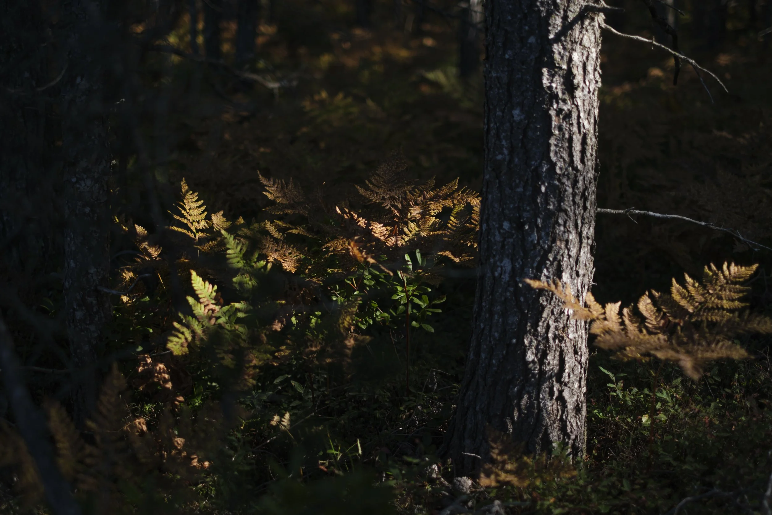 Dappled sunlight illuminating a pine tree bark and ferns in a forest in the Upper Peninsula