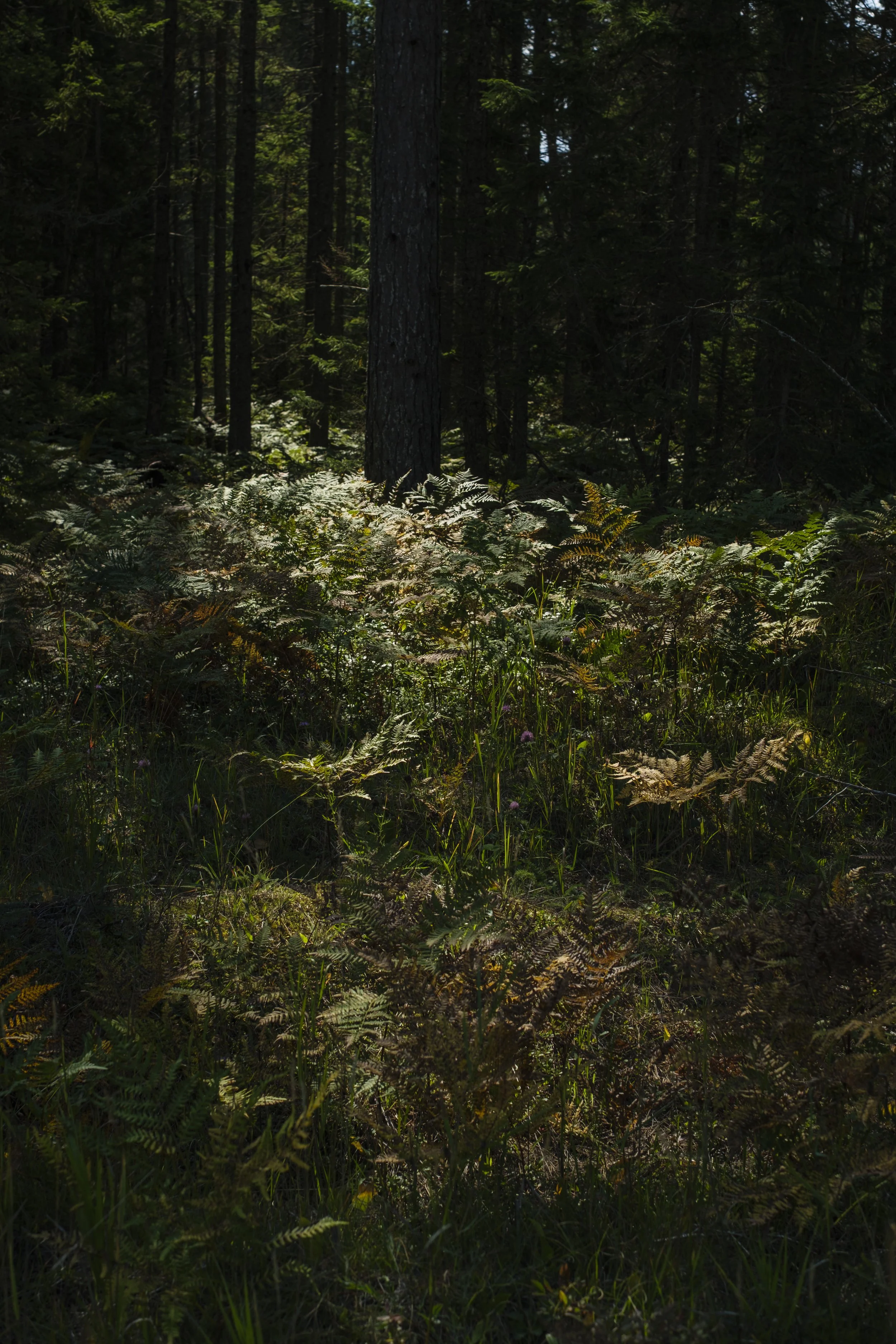 Ferns being illuminated in a heavily wooded area in the Upper Peninsula of Michigan