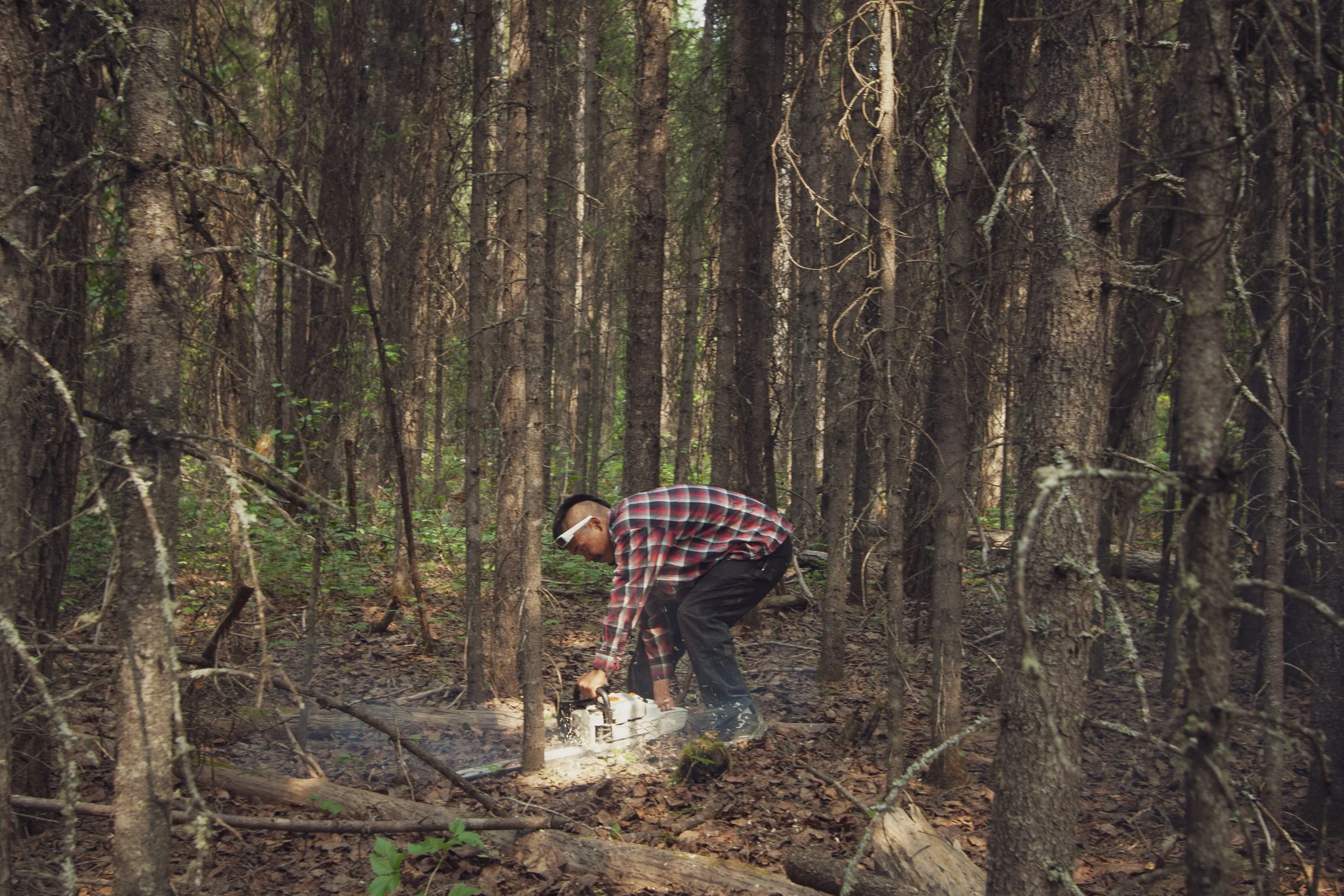 A person uses a chainsaw to gather wood in a forest in Alaska.