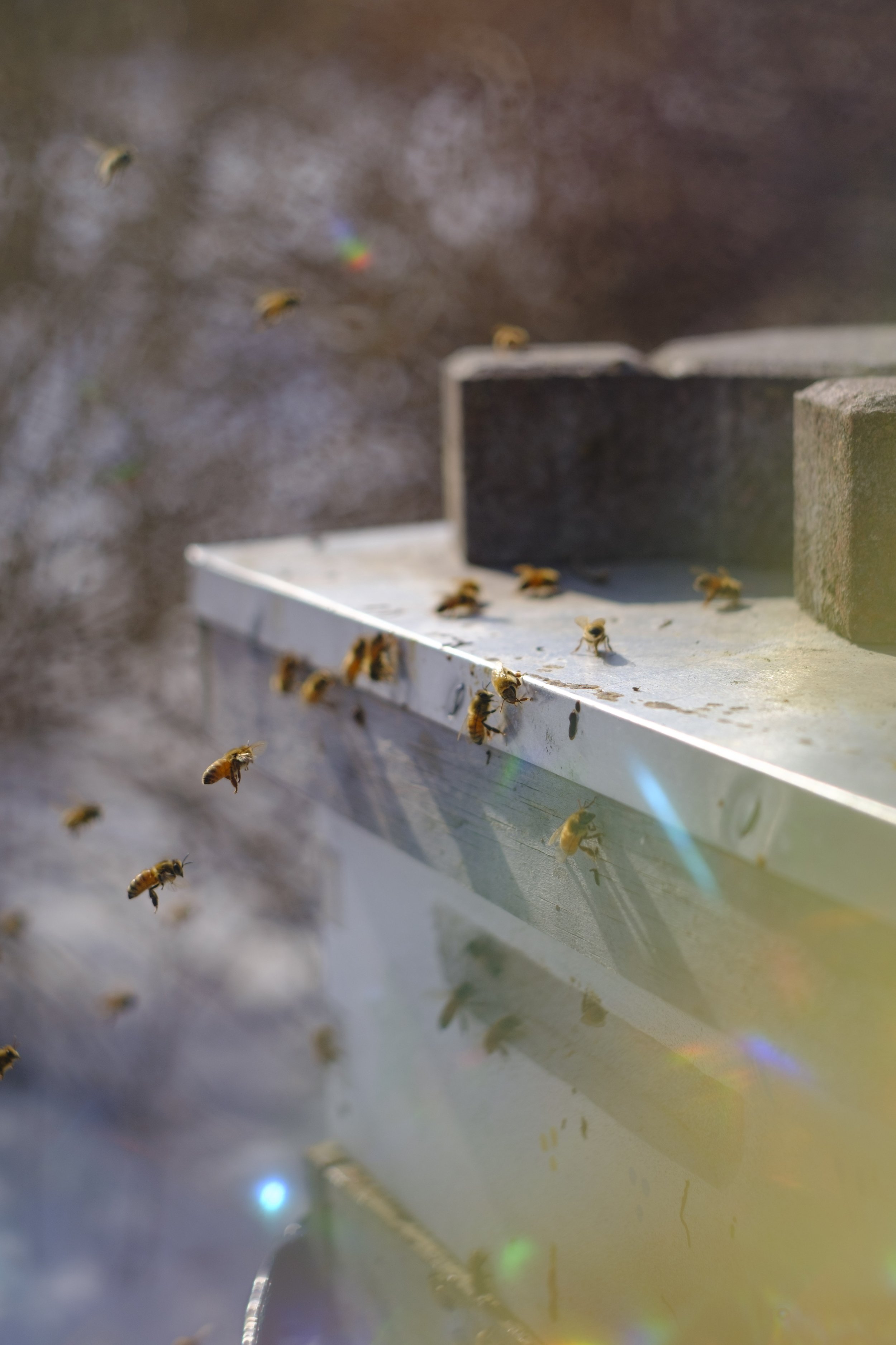 Bees fly in and around a beehive with small rainbows.