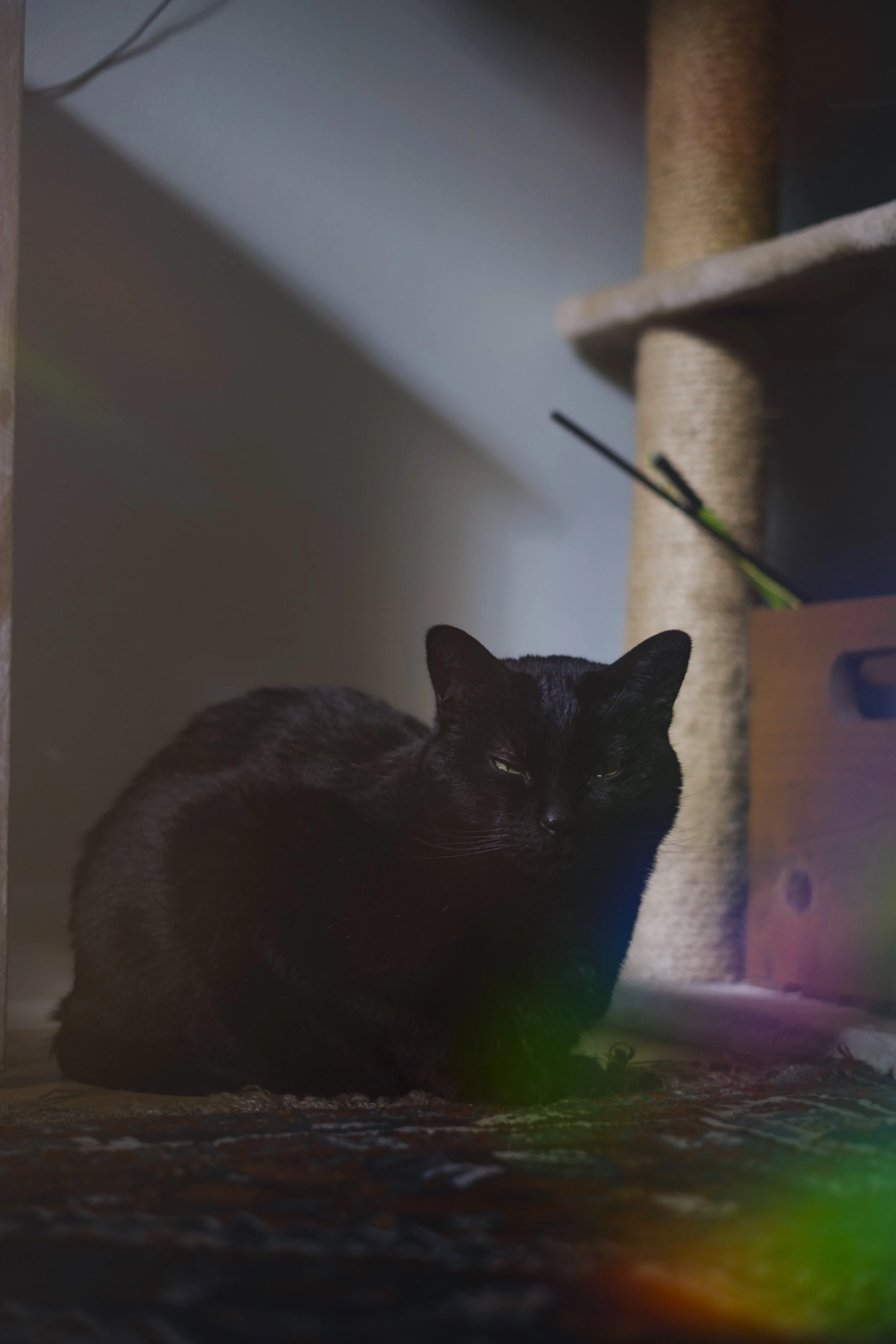 A black cat sits on a rug with a rainbow in the corner.