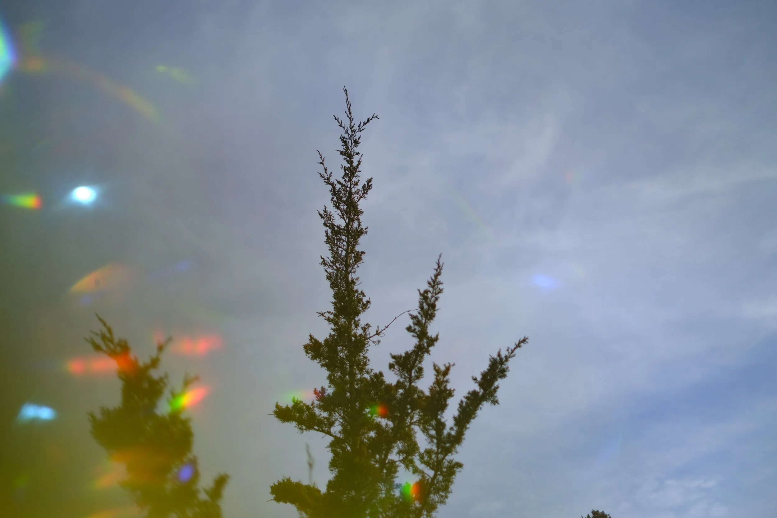 The top of a juniper bush against a blue sky with small rainbows being reflected.