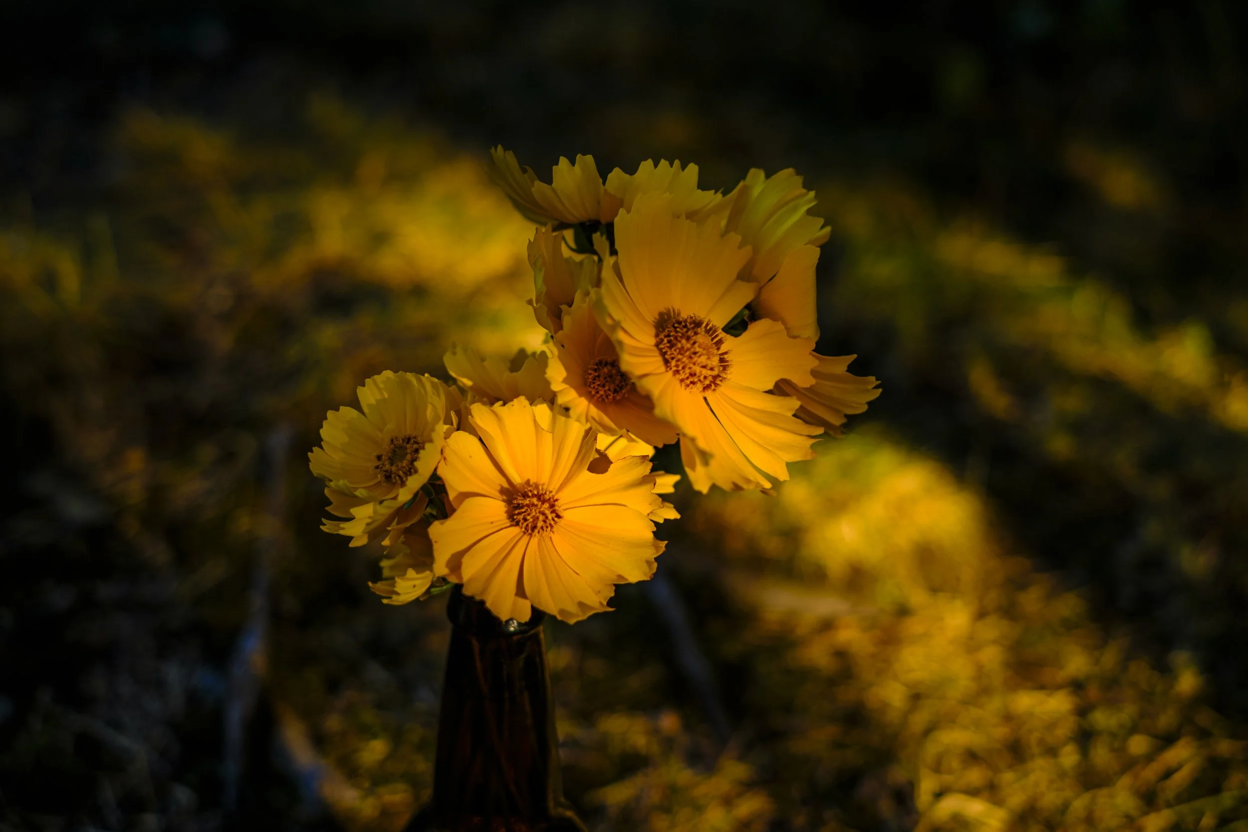 Tickweed is illuminated by dappled sunlight against a blurry background in Michigan's Upper Peninsula.