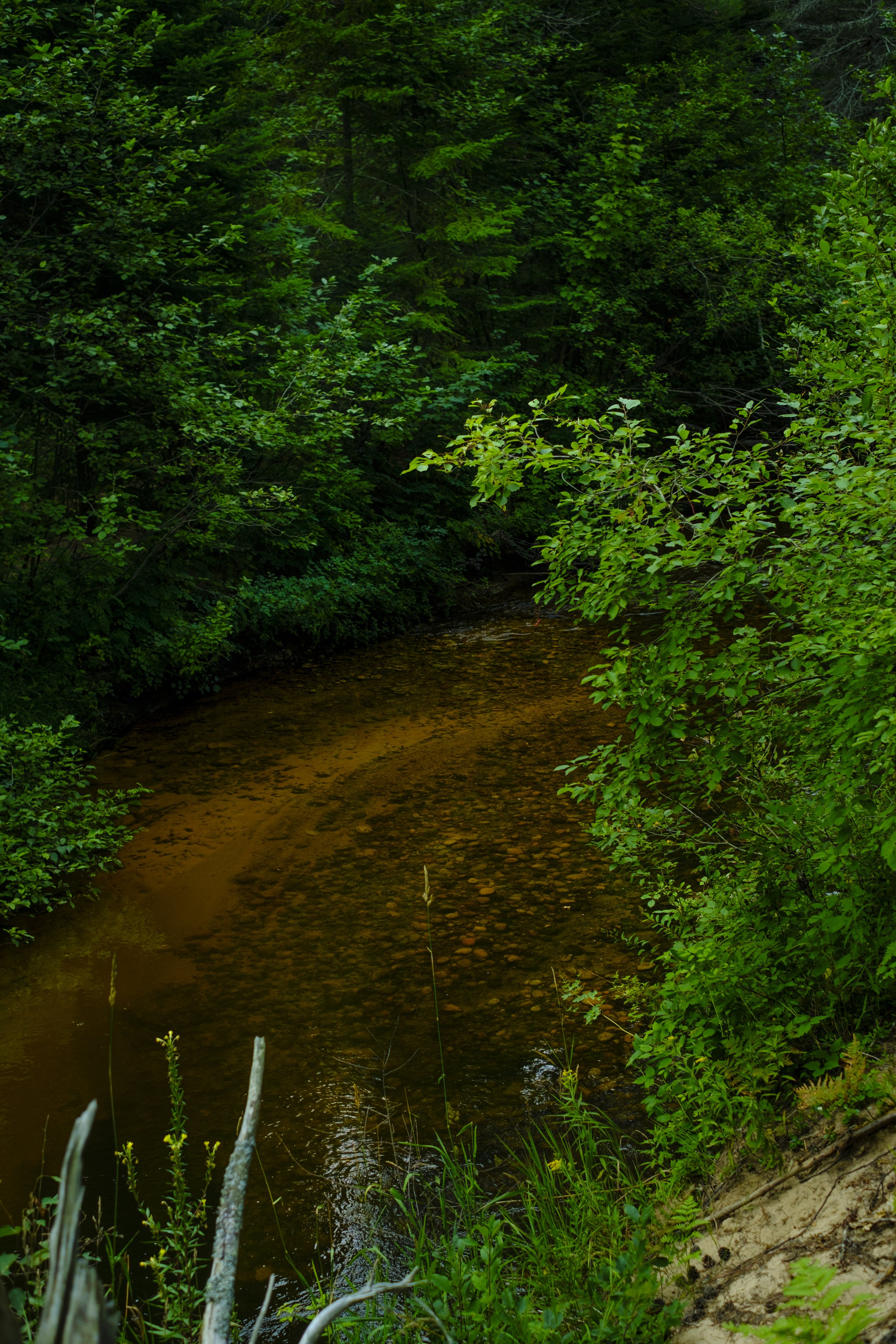 The Sucker River, tannin stained water that creates a brownish, red color runs through trees in Grand Marais, Michigan.