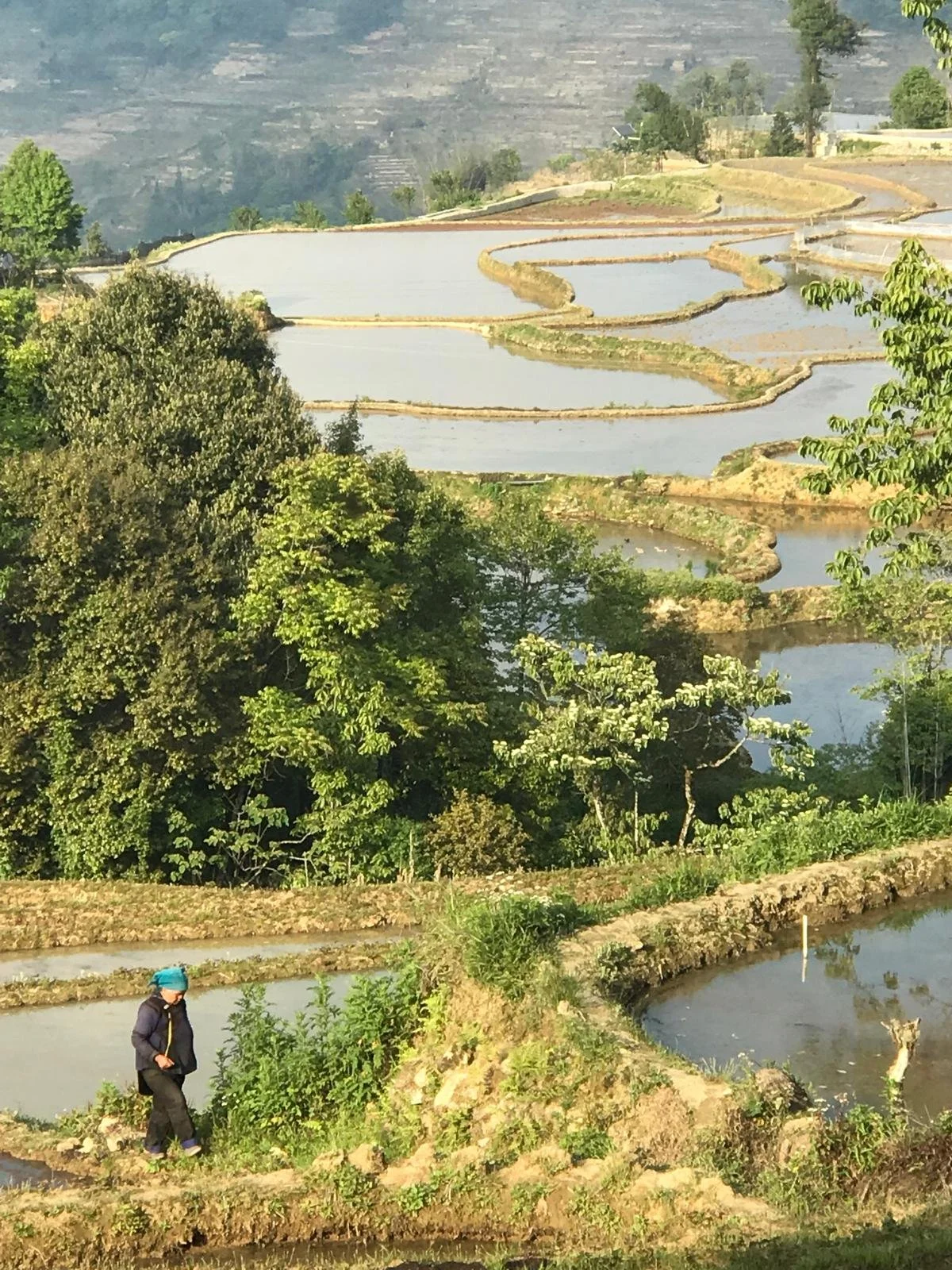 RICE TERRACES.jpeg