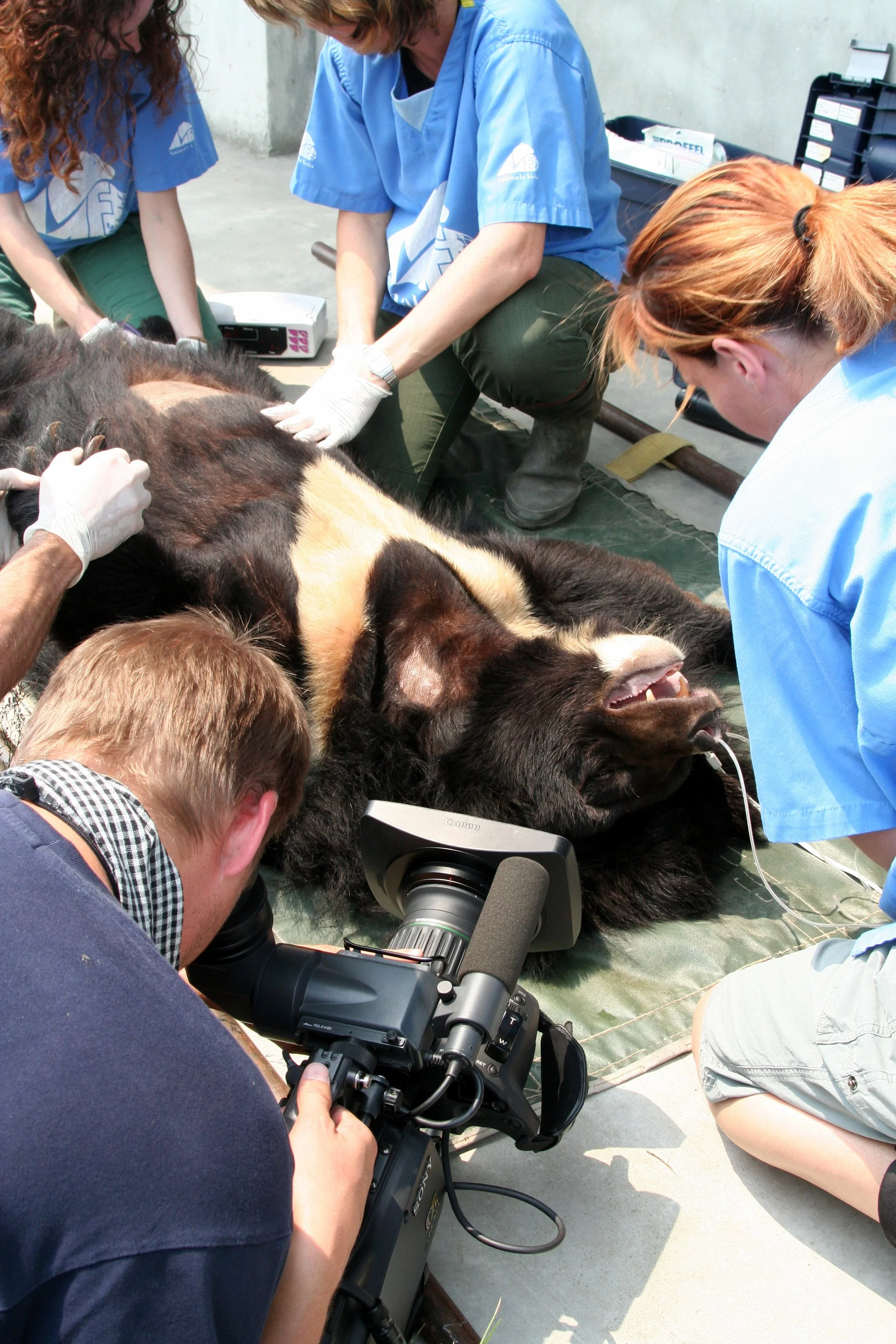 Moon-Bears-0641.jpg