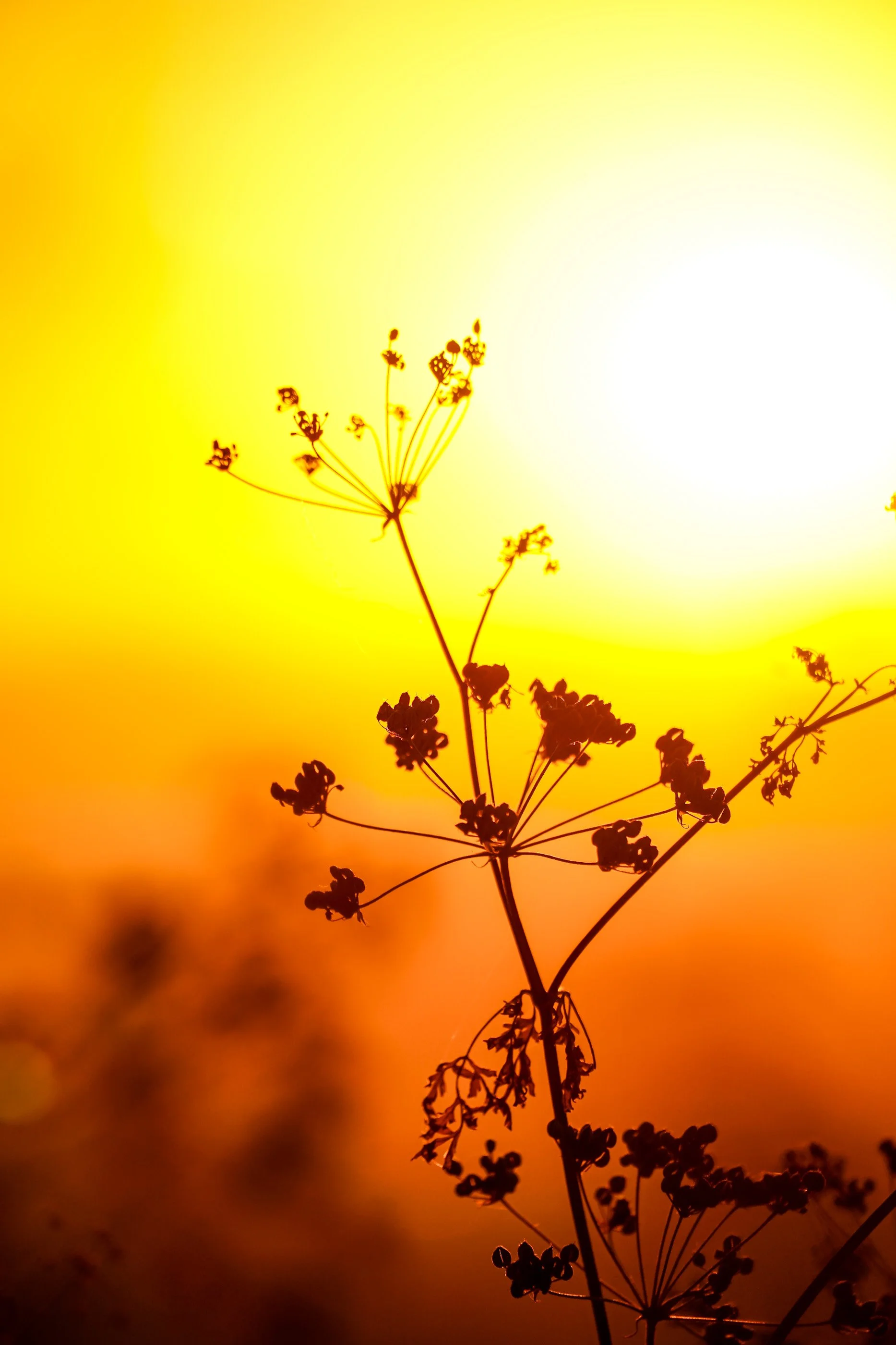 DSC07878.jpg