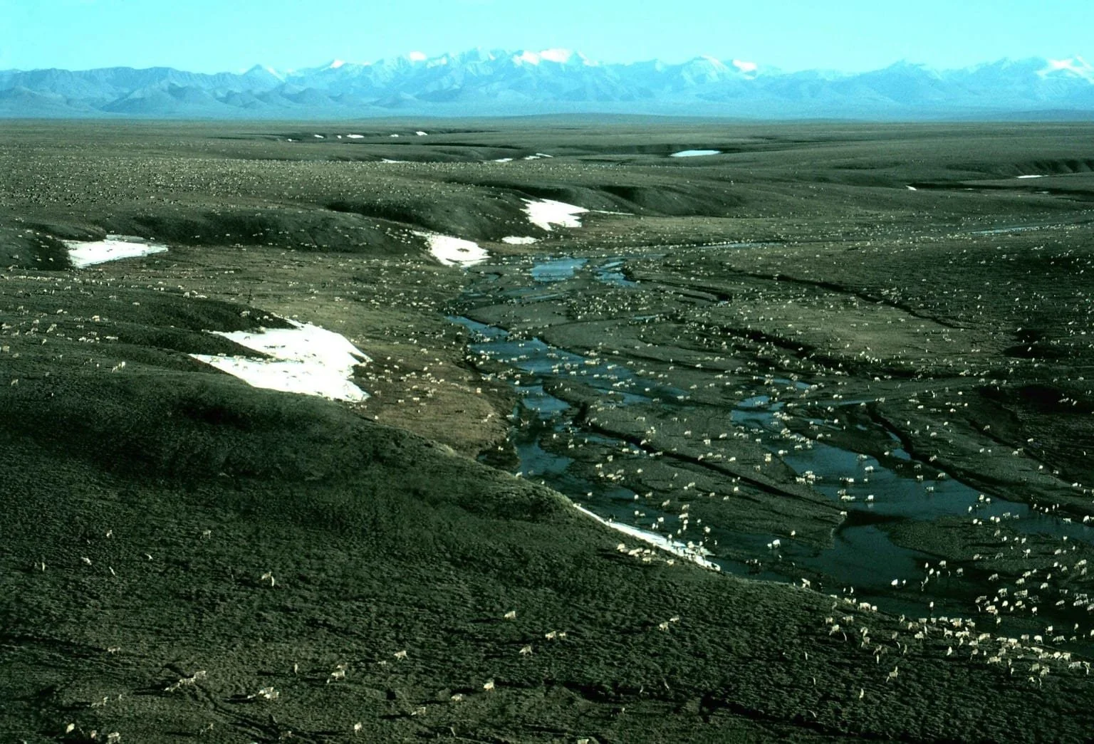porcupine-caribou-herd-1536x1045.jpg