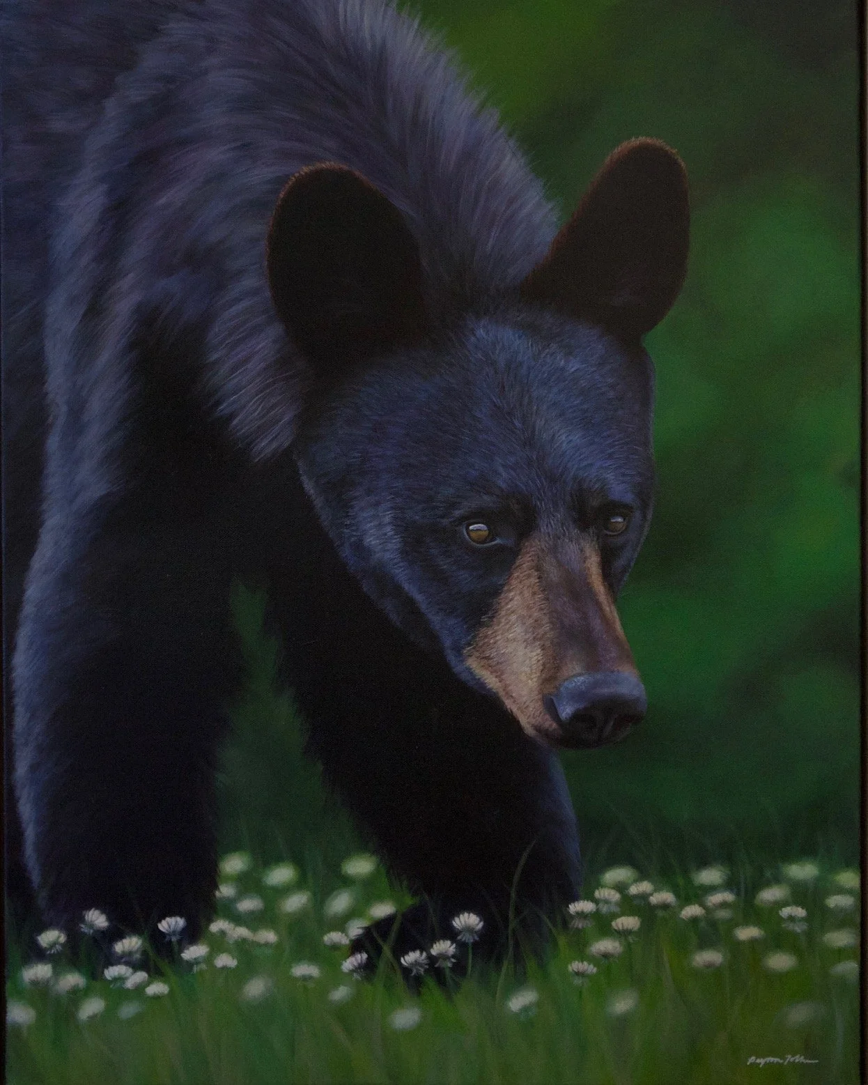 Painting of a black bear with a tan muzzle walking through grass with small white flowers, set against a green background.
