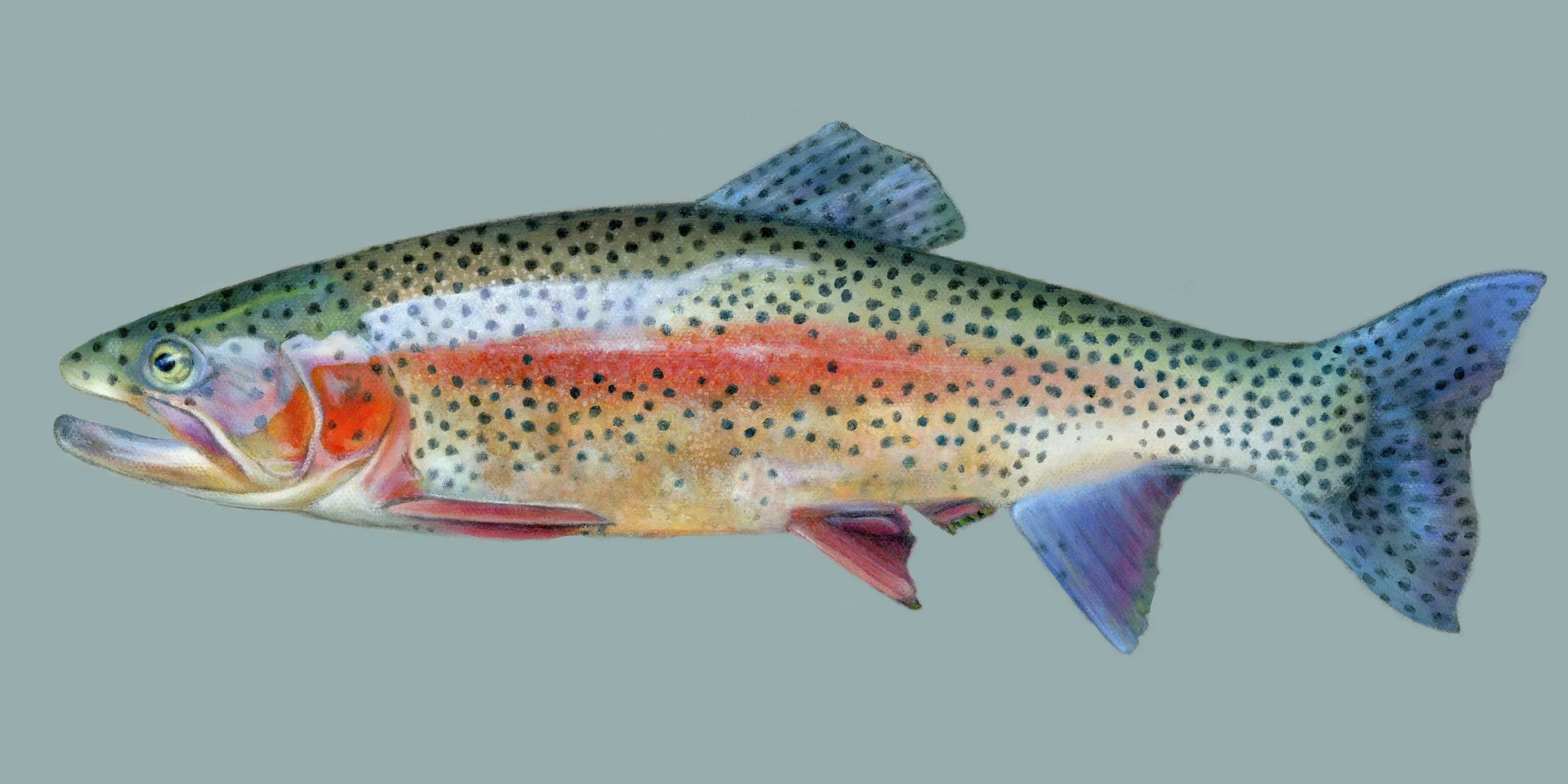 Illustration of a rainbow trout fish with colorful spots and fins.