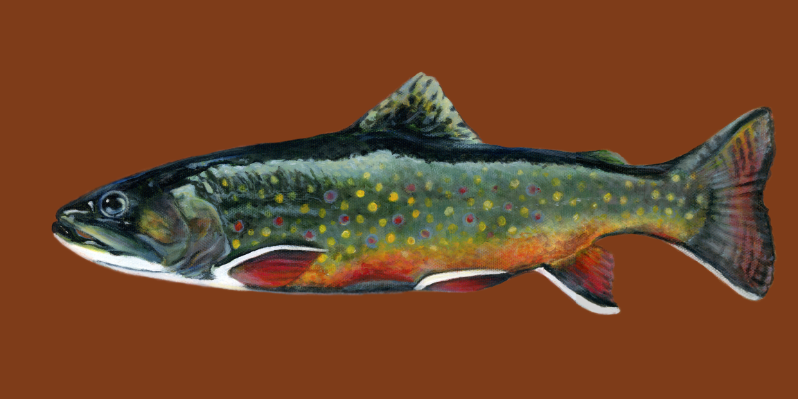 Painting of a rainbow trout with a brown background.