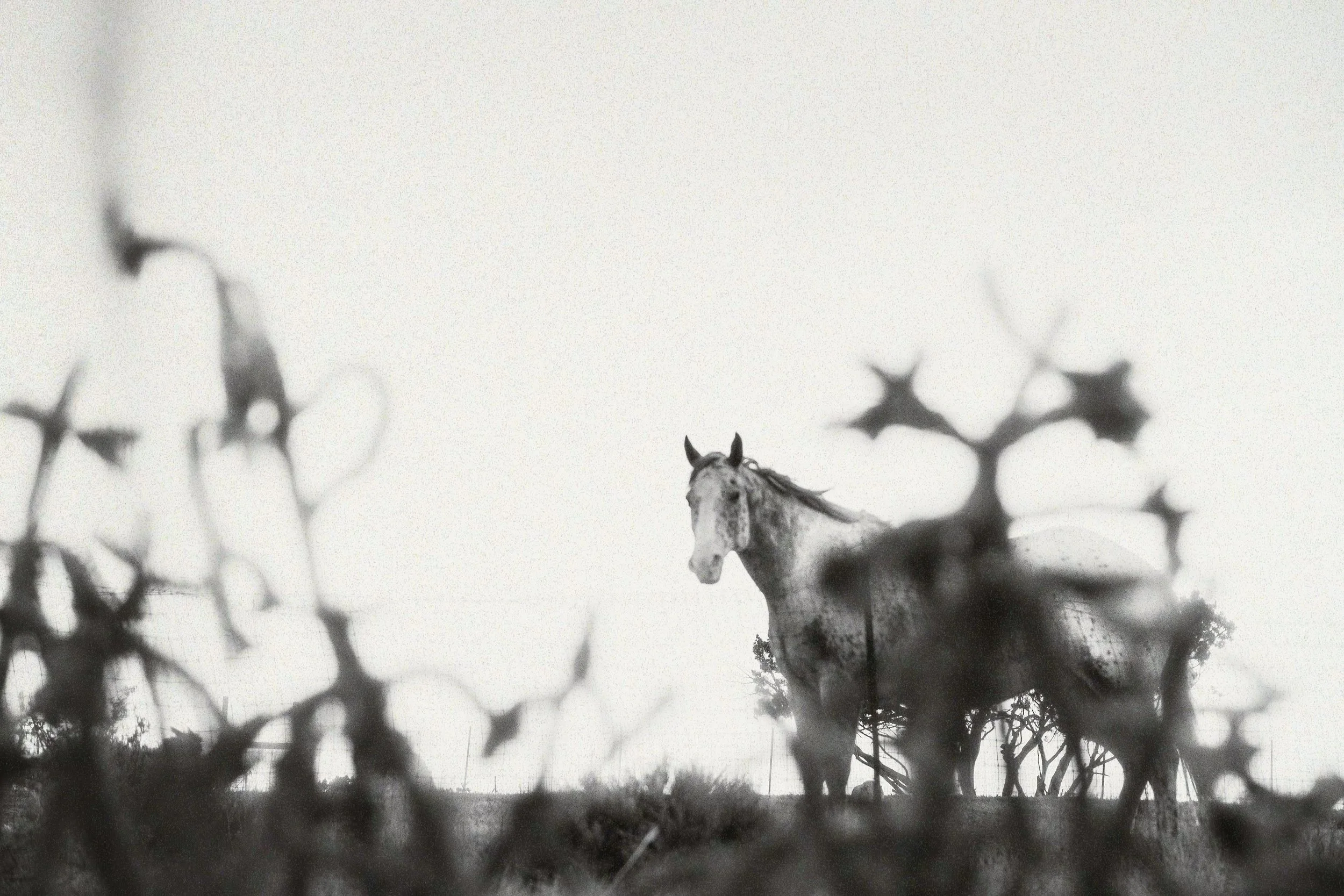 Black and white photo of a horse standing among trees and bushes, with branches framing the image in the foreground.