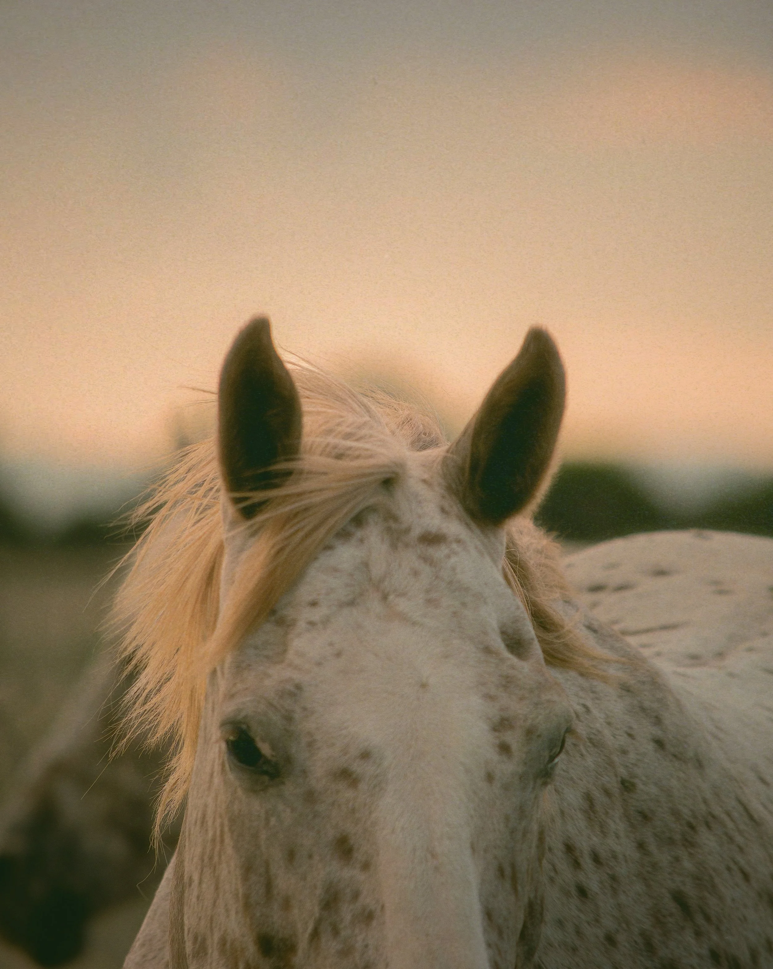 Close-up of a white horse with black spots and a blonde mane, standing outdoors during sunset.