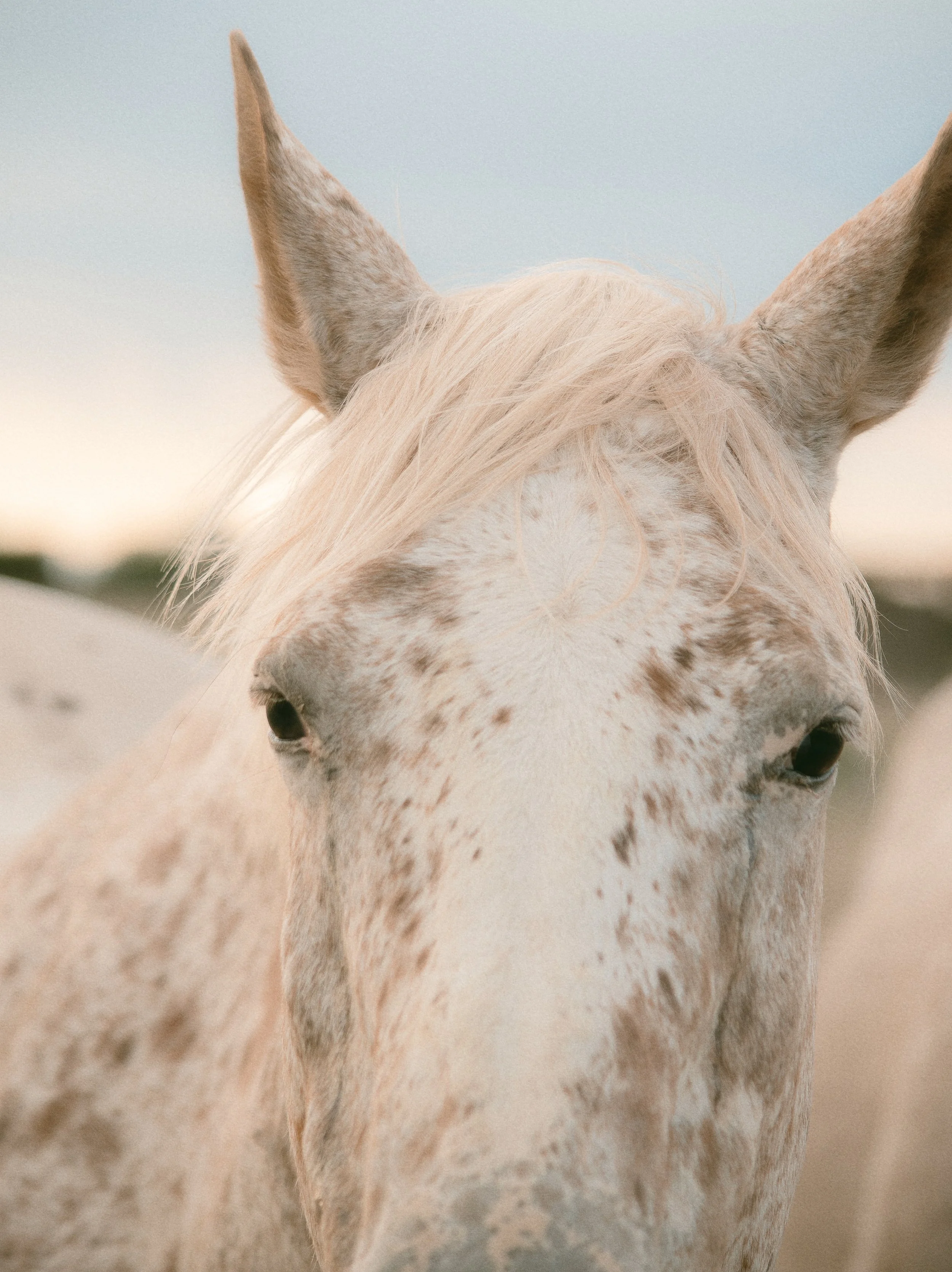 Close-up of a white horse with light hair and brown spots, standing outdoors with a blurred background.