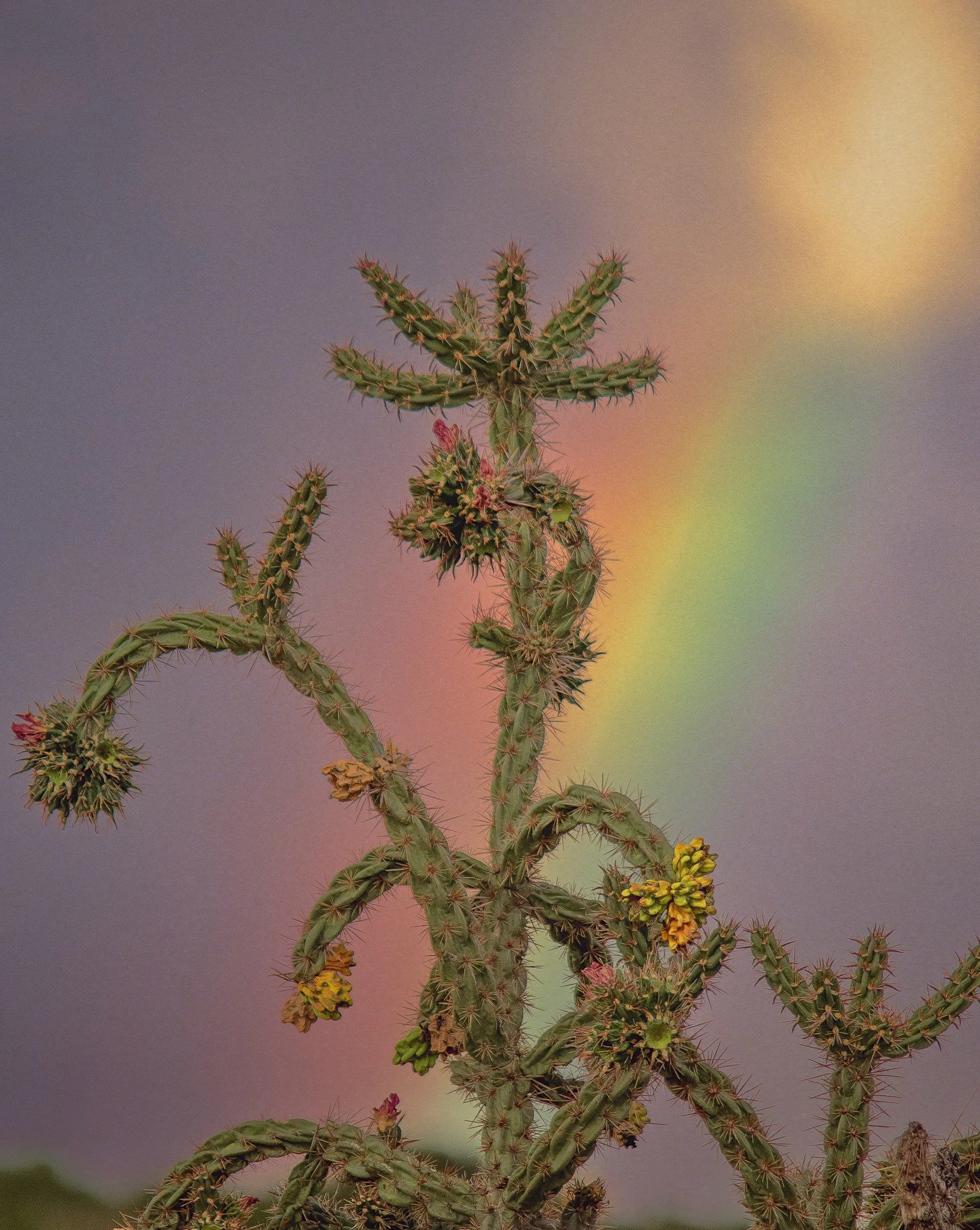 Close-up of a cactus plant with multiple green, spiny stems and yellow and pink flowers, with a blurred rainbow in the background.