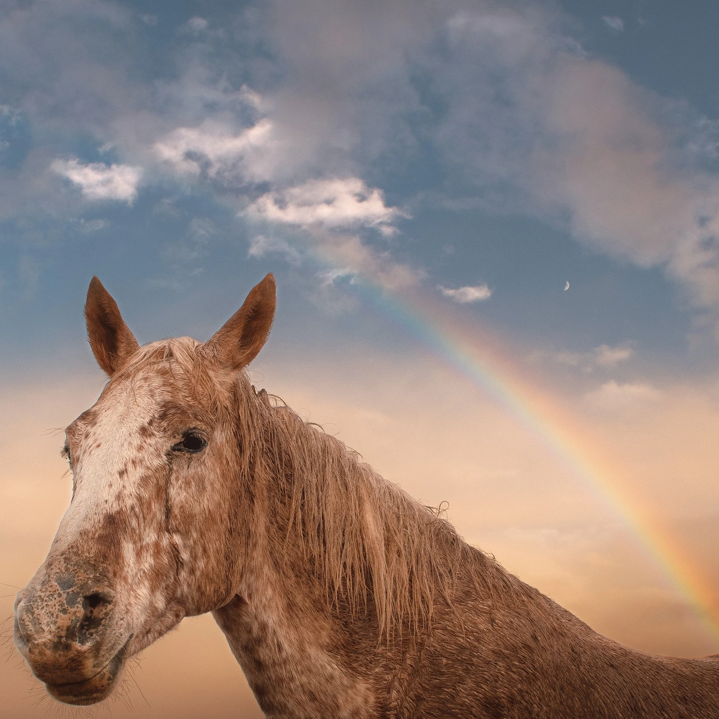 Close-up of a brown horse with a rainbow, cloudy sky, moon, and a faint rainbow in the background.