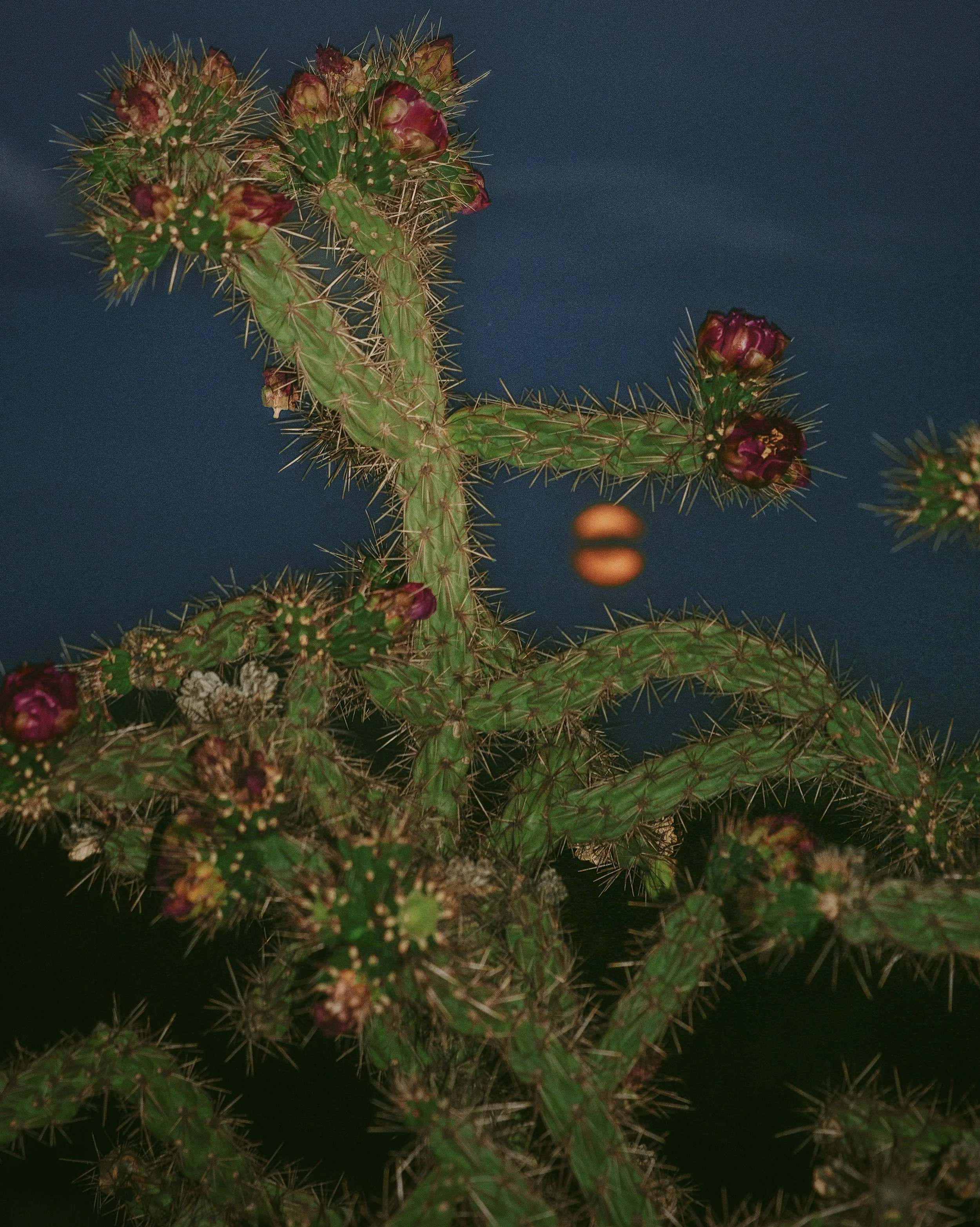 Close-up photo of a cactus with multiple pads covered in spines and purple flowers, against a dark background.