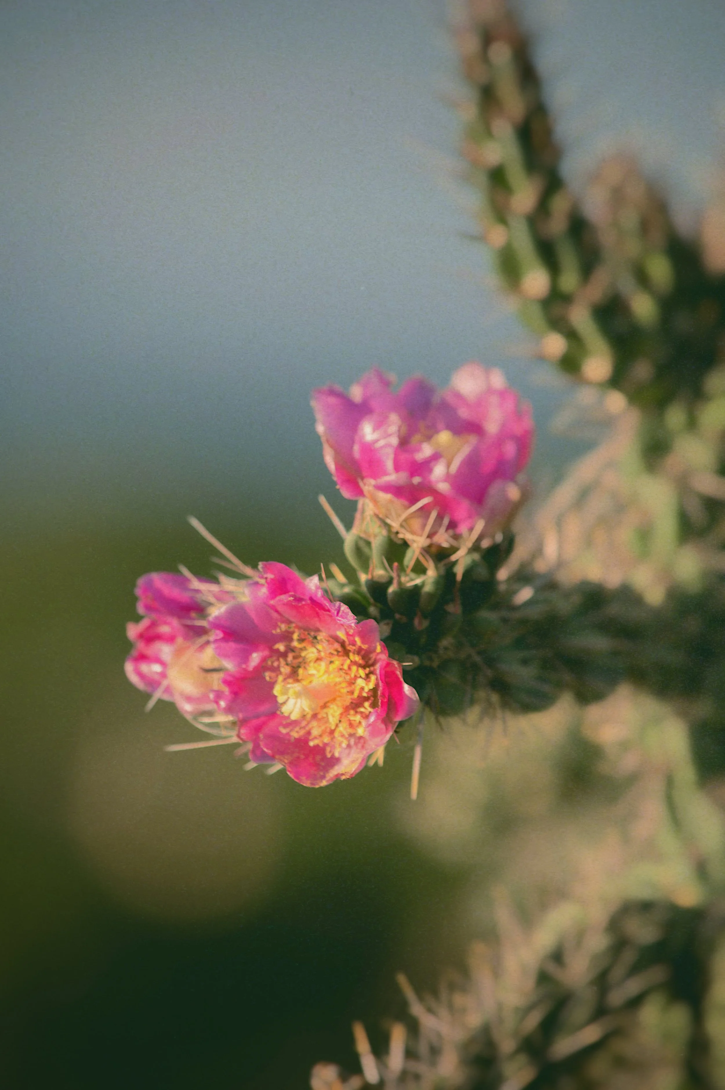 Close-up of pink cactus flowers blooming on a green cactus plant