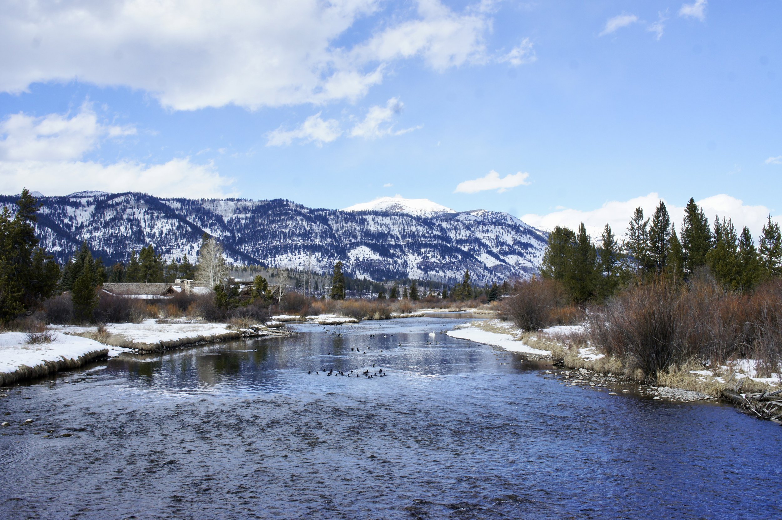 Pine Meadows + Teal Trace