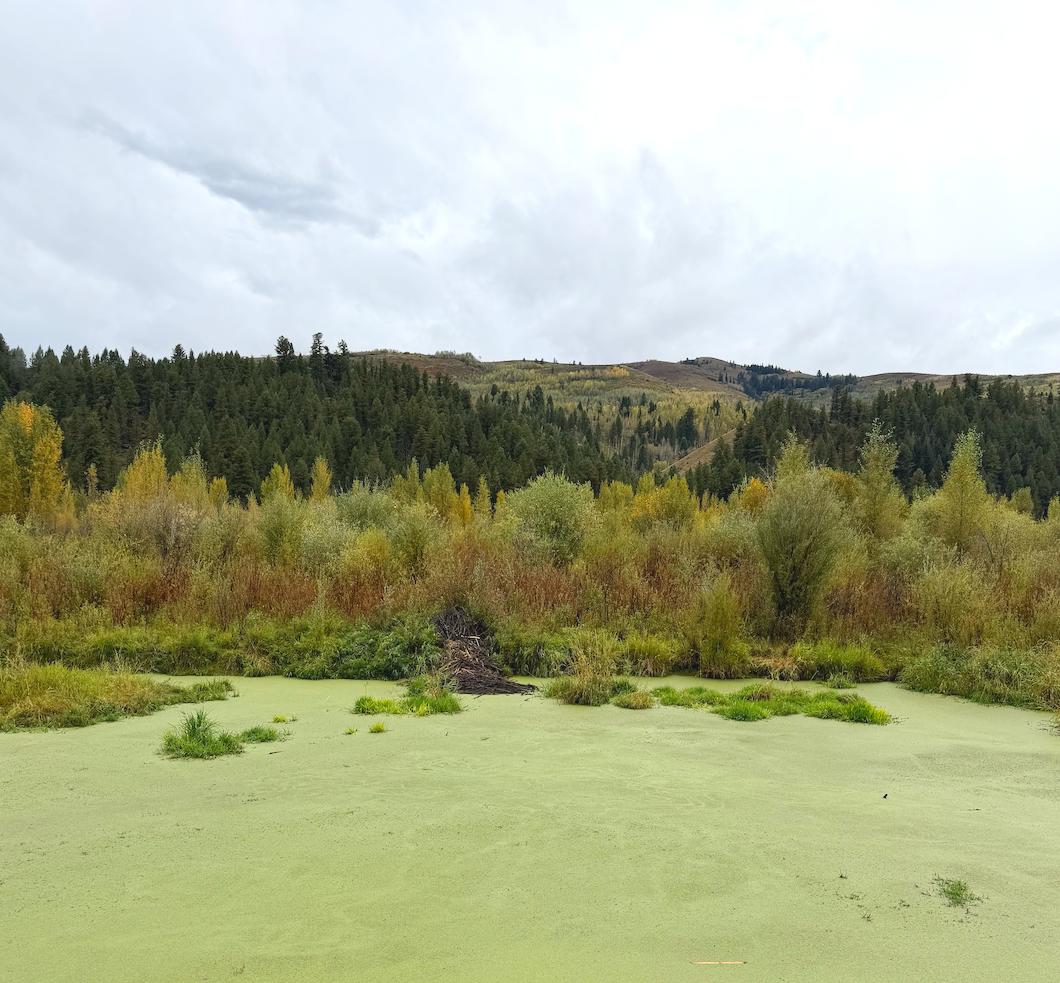 The Spookiest Fall Walk in Jackson Hole: South Park’s Elk Feedground