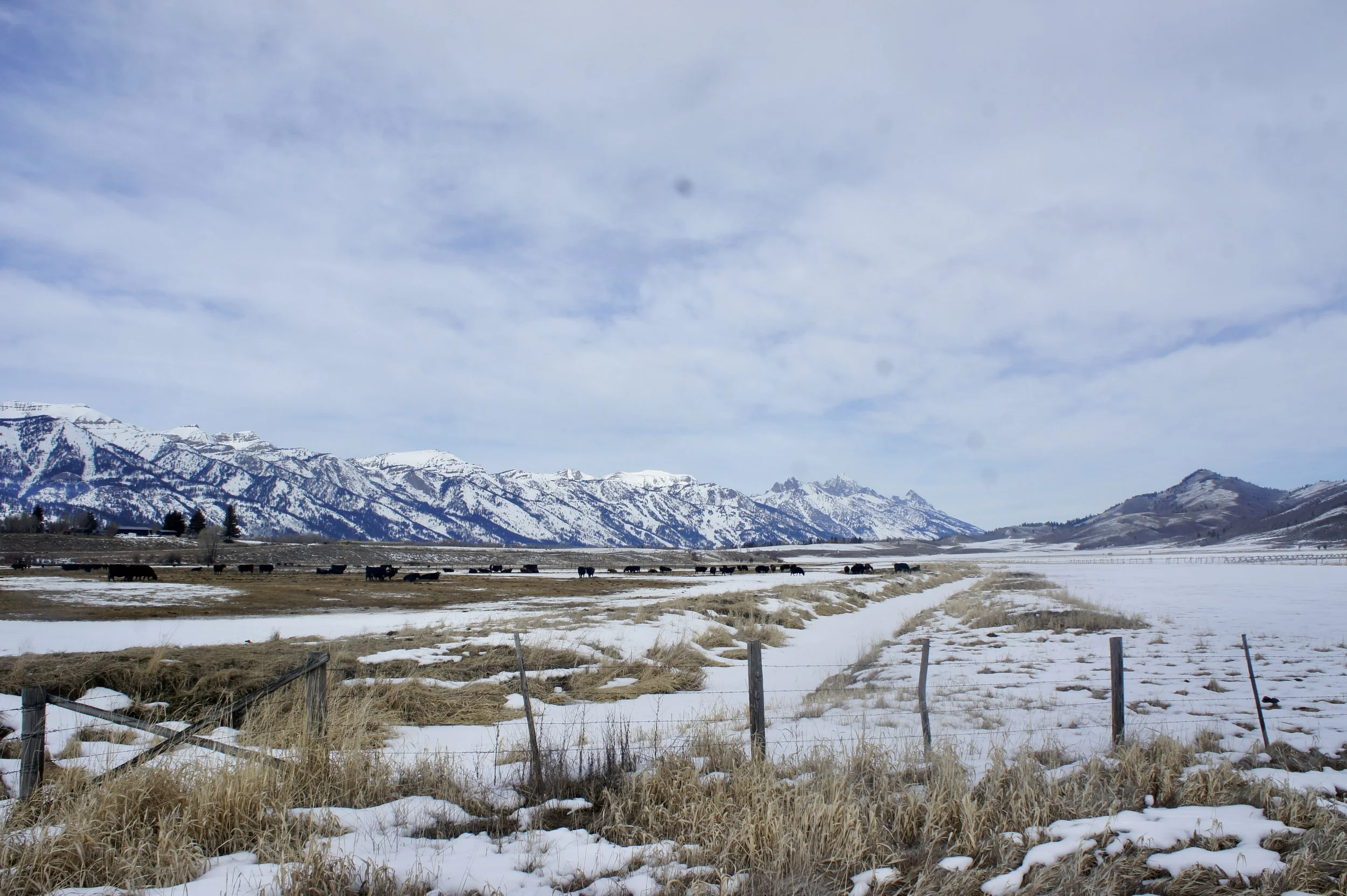 Snow-covered plains with cows grazing, fence posts, and mountains in the distance under a partly cloudy sky.