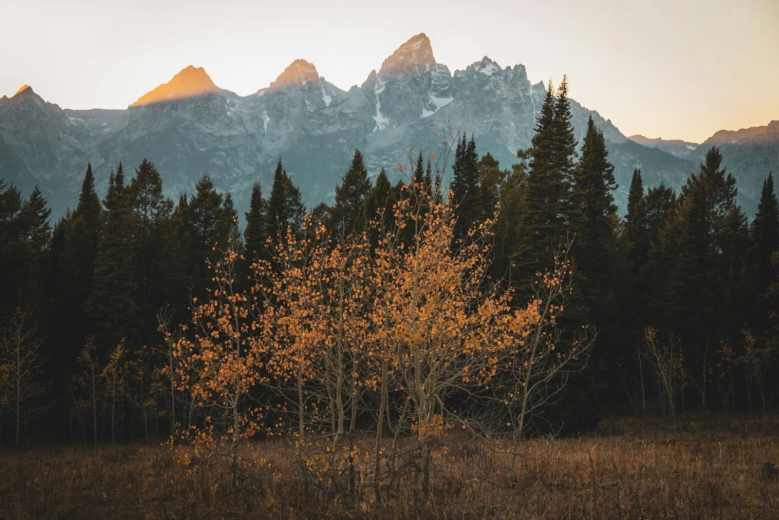 Aspen meadow below the peaks in Grand Teton National Park in fall