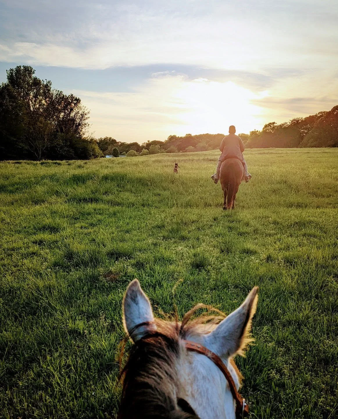 This will forever be my favorite view ❤️ If you know you know: the world is ALWAYS best viewed between the ears of a horse - without fail

#simplelife #westernartist #somethingsimple #horseriding #trailride
