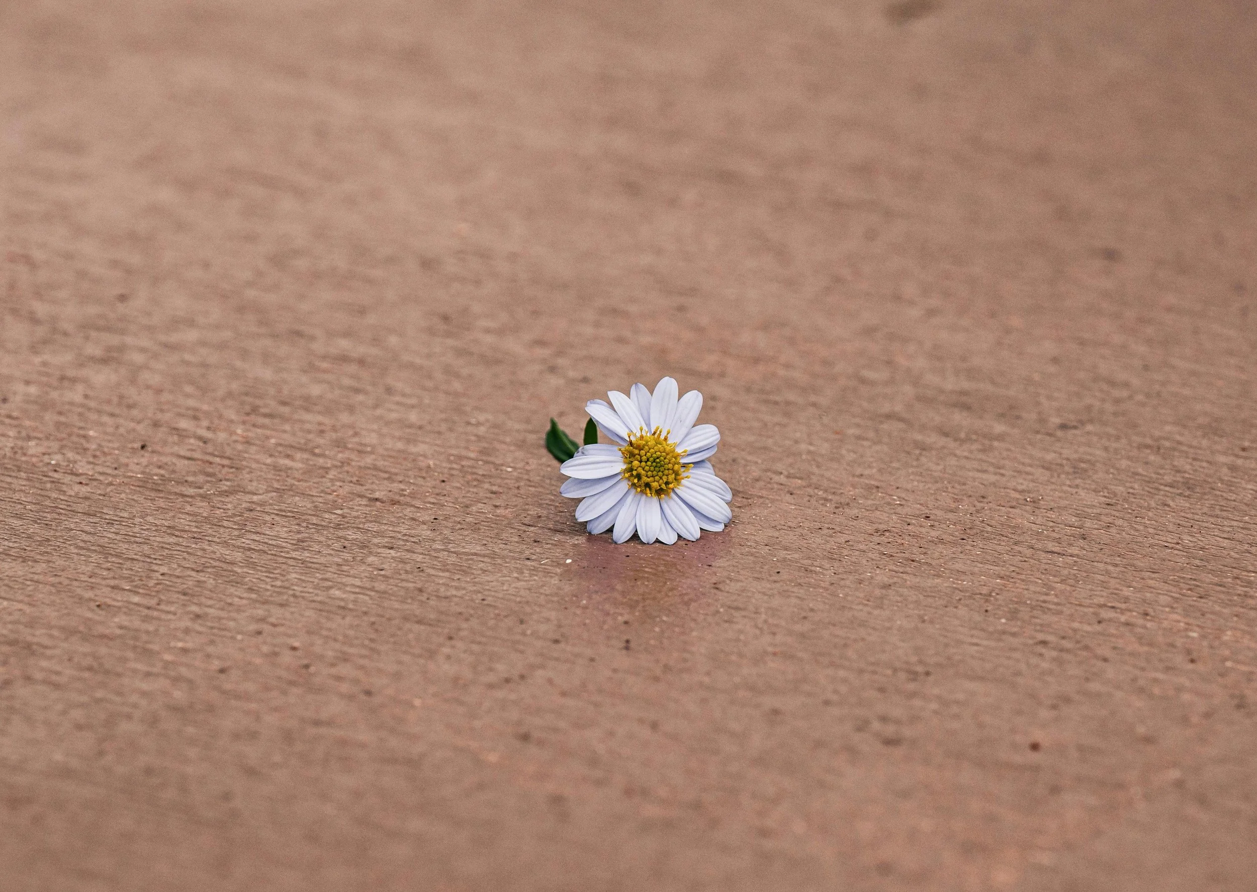 Cuando el síntoma es un grito del ser: escuchar lo que ya no puede sostenerse